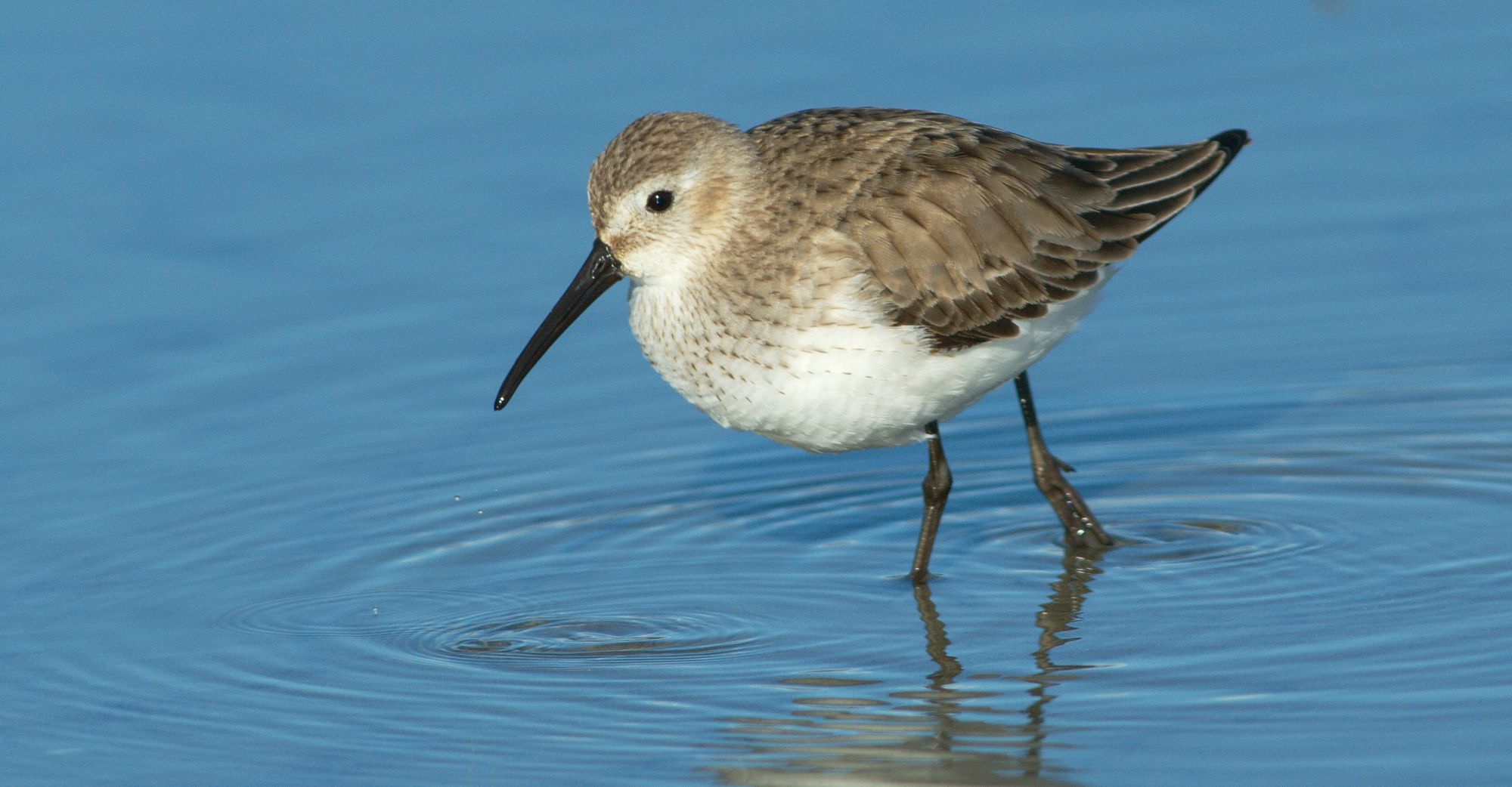 Τα πουλιά της Ελλάδας: Η Λασποσκαλίδρα (Calidris alpina)