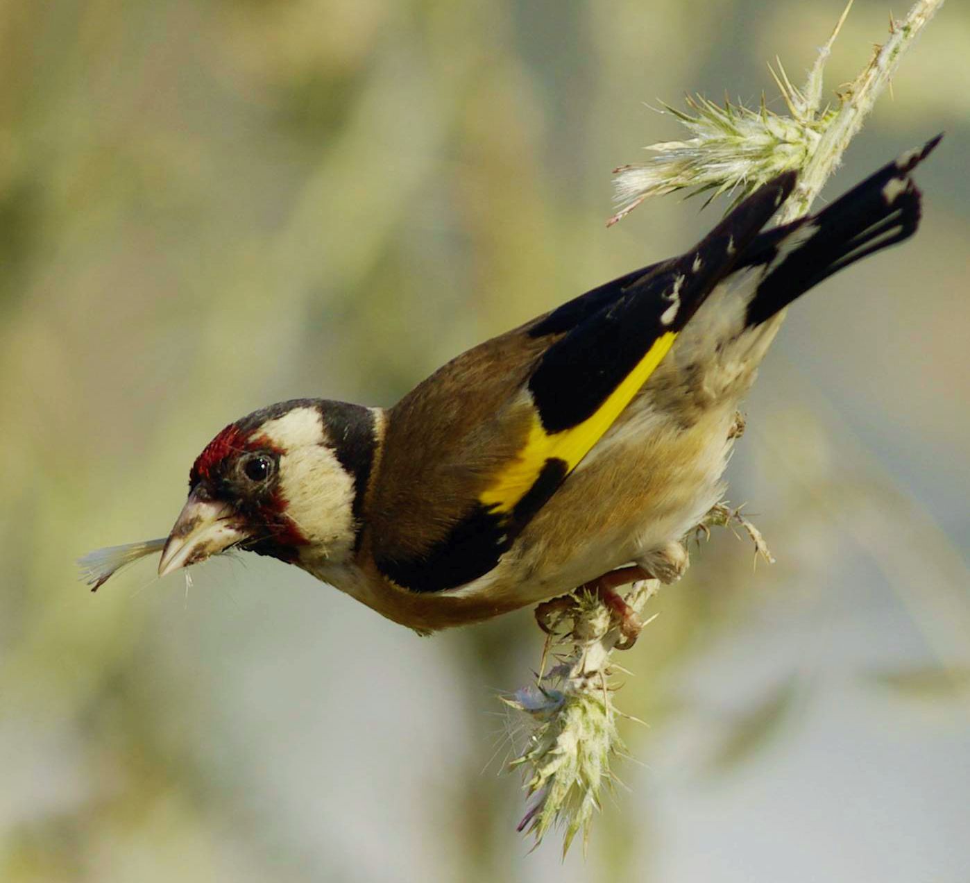 Τα πουλιά της Ελλάδας: Η Καρδερίνα (Carduelis carduelis)