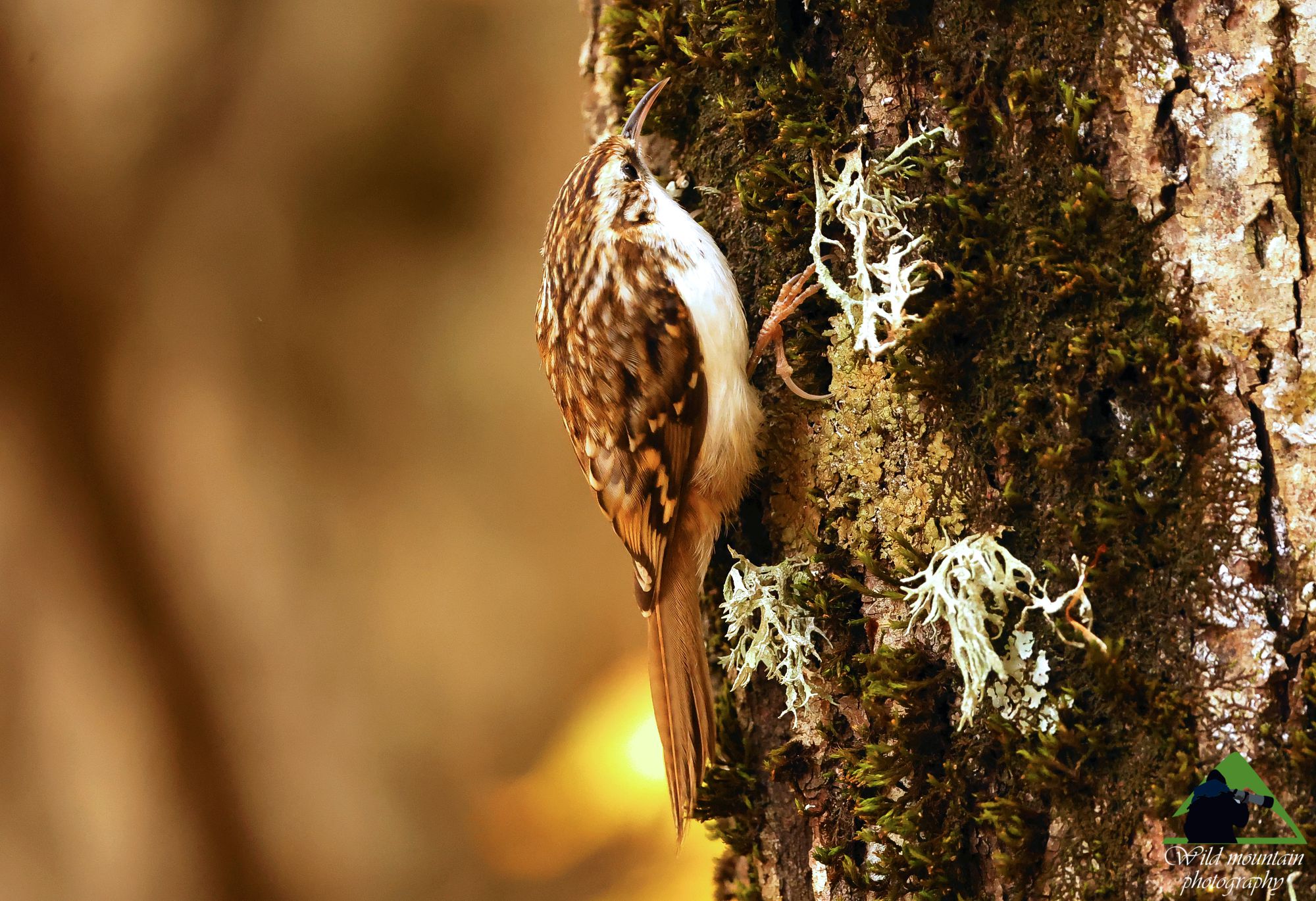 Τα πουλιά της Ελλάδας: O Βουνοδεντροβάτης (Certhia familiaris)