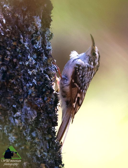 Τα πουλιά της Ελλάδας
