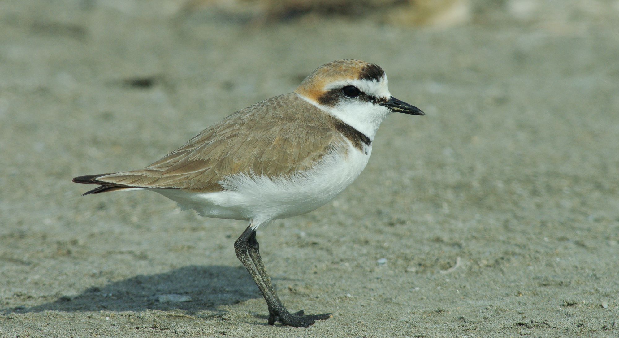 Τα πουλιά της Ελλάδας: O Θαλασσοσφυριχτής (Charadrius alexandrinus)