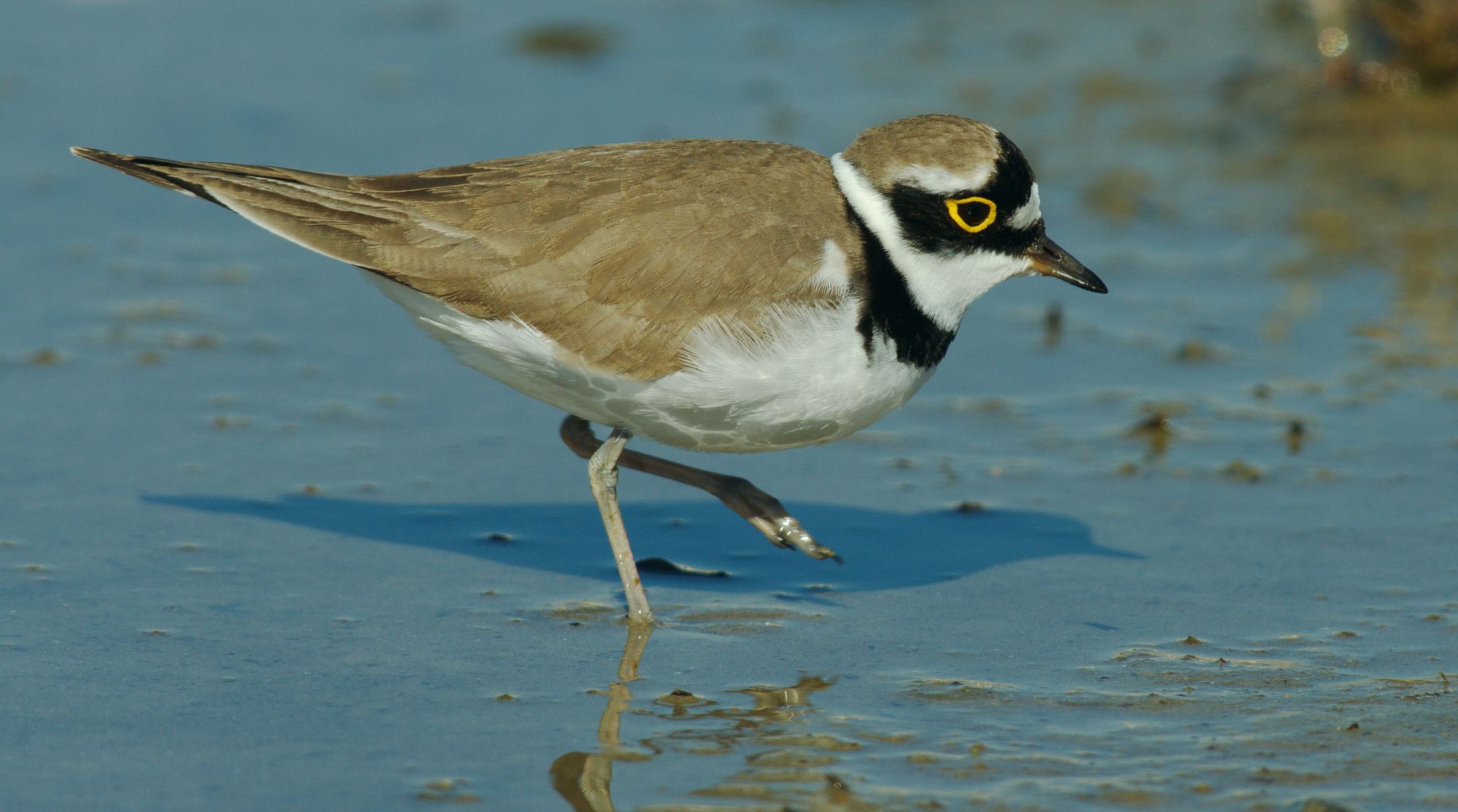 Τα πουλιά της Ελλάδας: O Ποταμοσφυριχτής (Charadrius dubius)