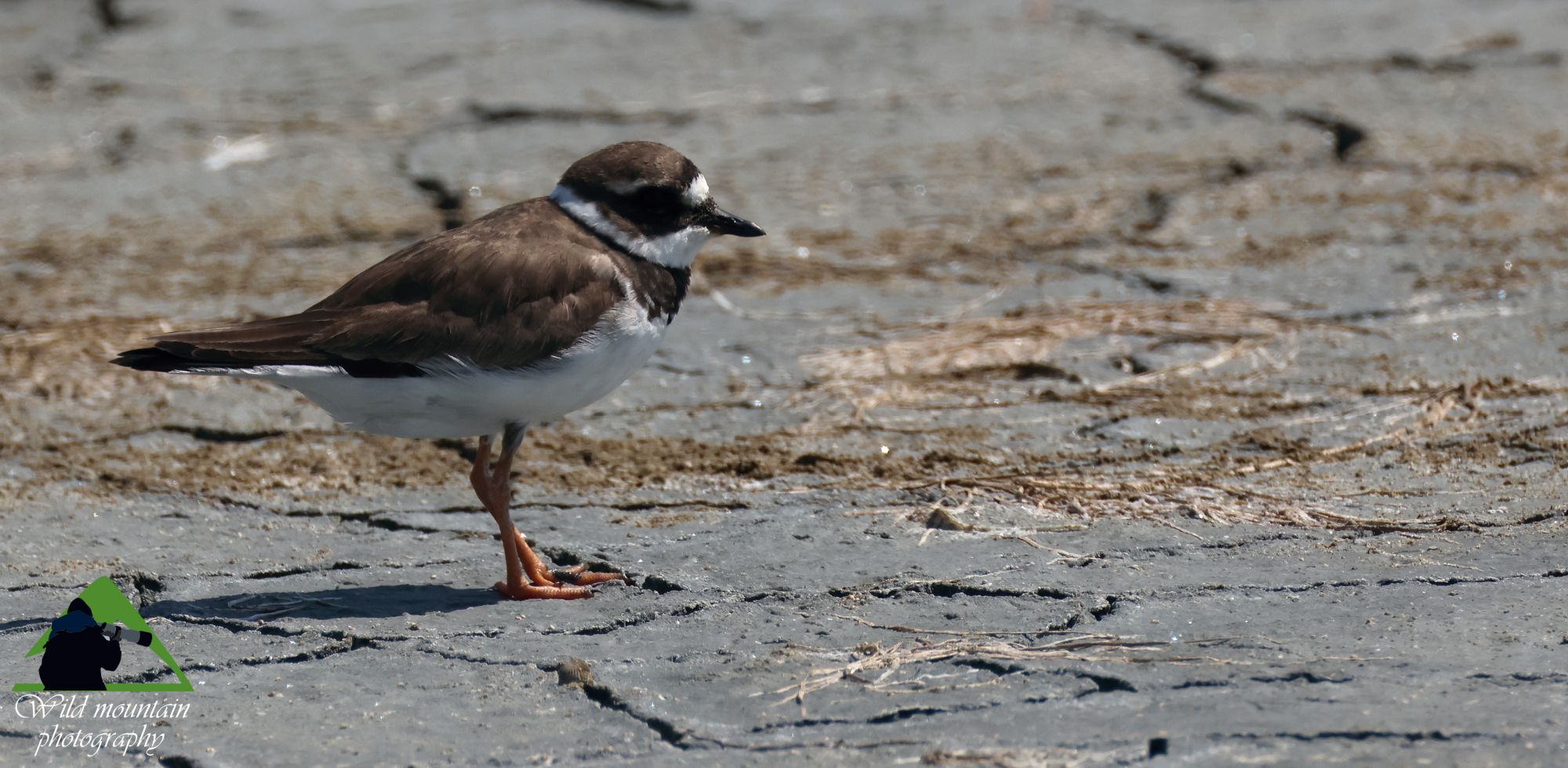 Τα πουλιά της Ελλάδας: O Αμμοσφυριχτής (Charadrius hiaticula)