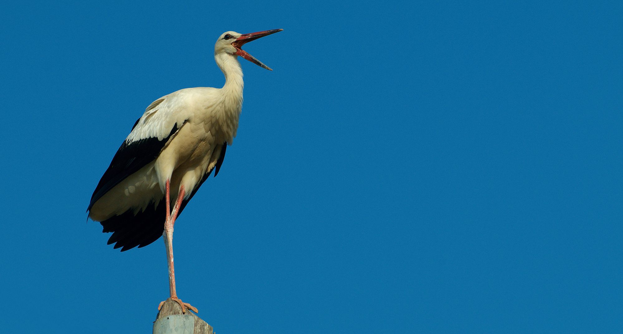 Τα πουλιά της Ελλάδας: O Πελαργός (Ciconia ciconia)