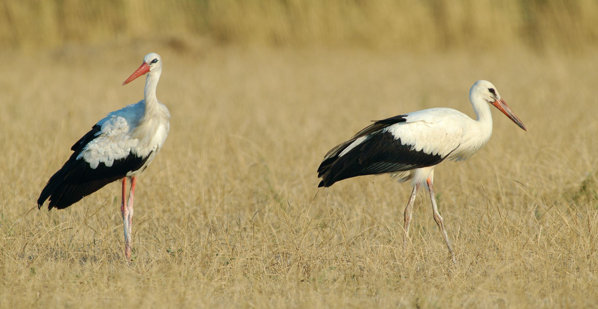 Τα πουλιά της Ελλάδας: O Πελαργός (Ciconia ciconia)