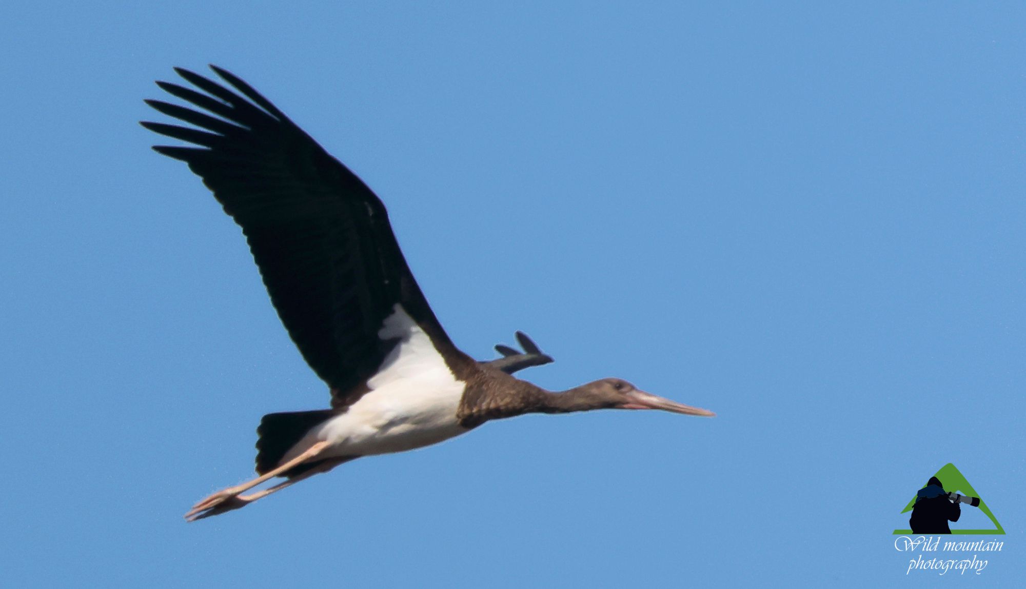 Τα πουλιά της Ελλάδας: Ο Μαυροπελαργός (Ciconia nigra)