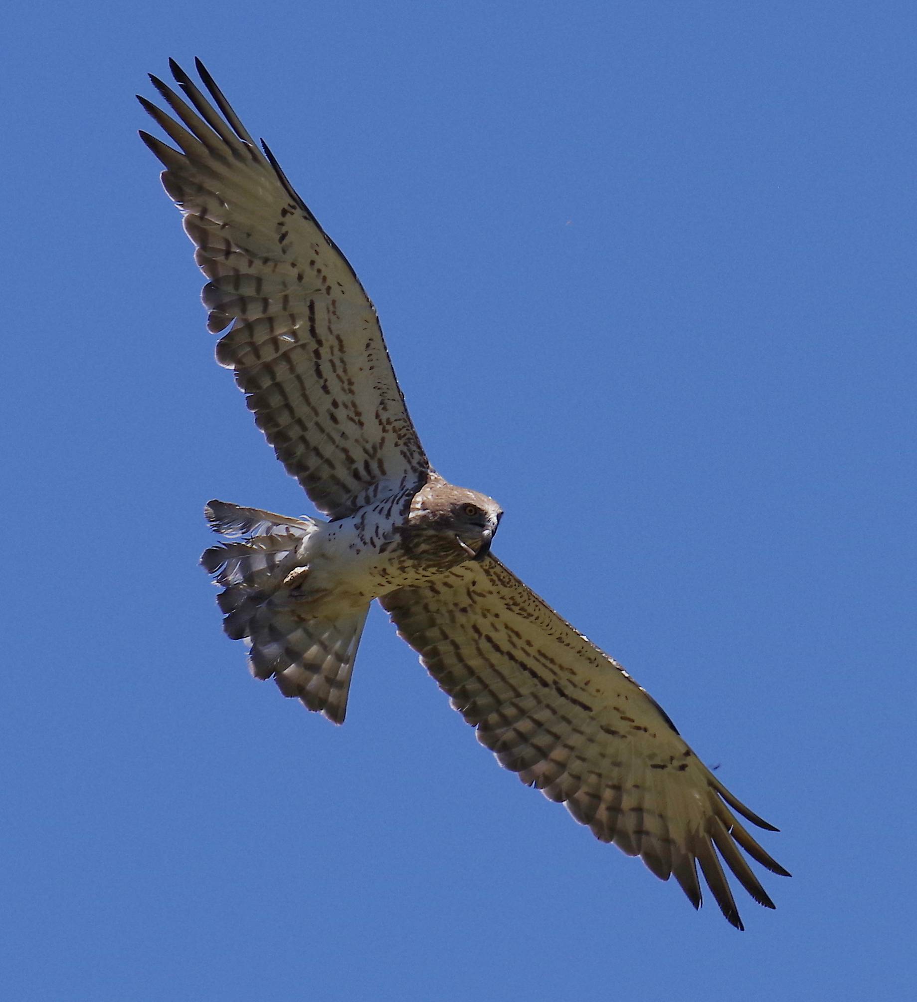 Τα πουλιά της Ελλάδας: Ο Φιδαετός (Circaetus gallicus)