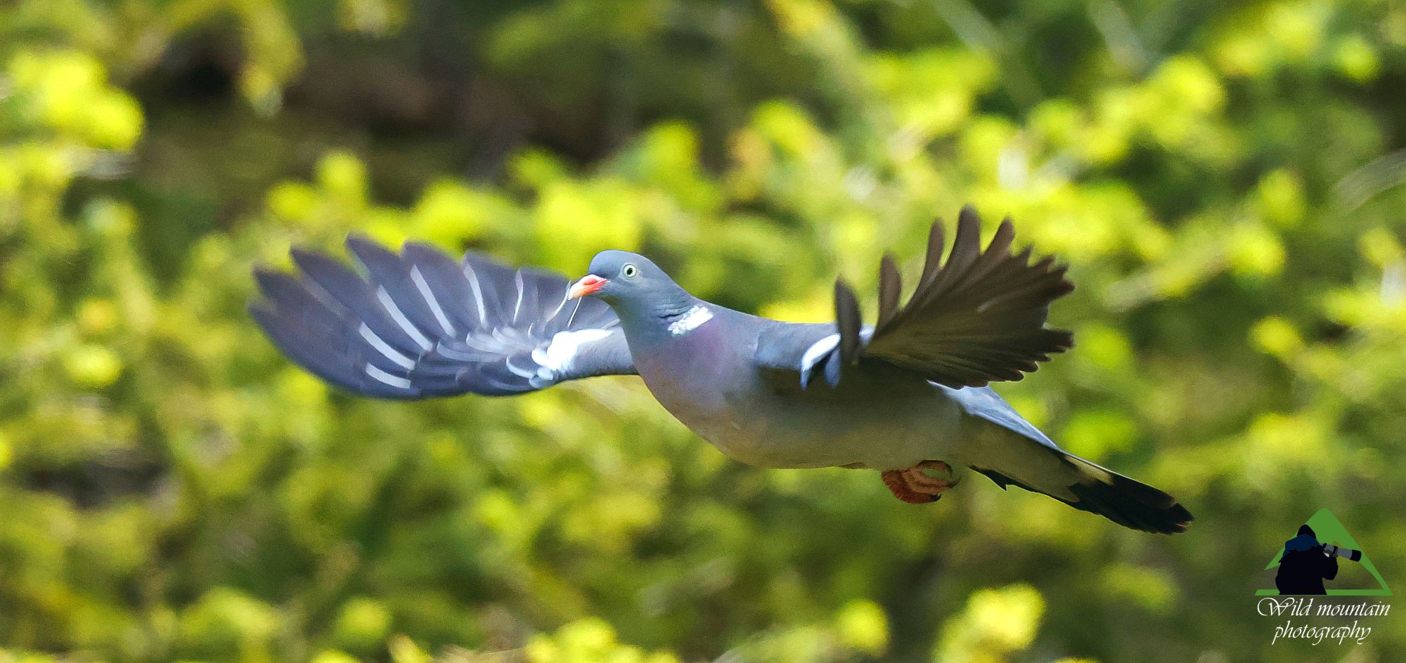 Τα πουλιά της Ελλάδας: Η Φάσσα (Columba palumbus)