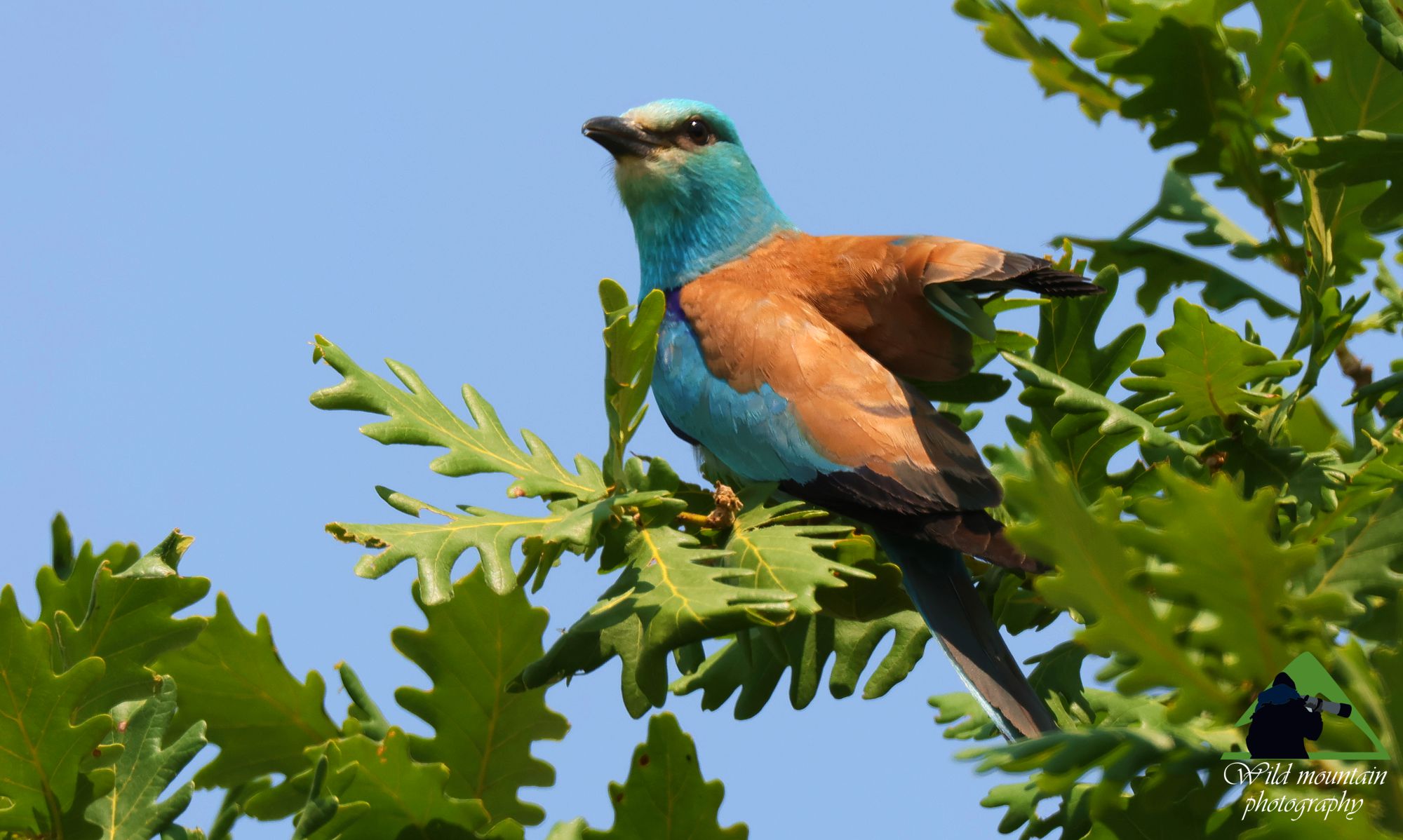 Τα πουλιά της Ελλάδας: Η Χαλκοκουρούνα (Coracias garrulus) Τα πουλιά της Ελλάδας: Η Χαλκοκουρούνα (Coracias garrulus)