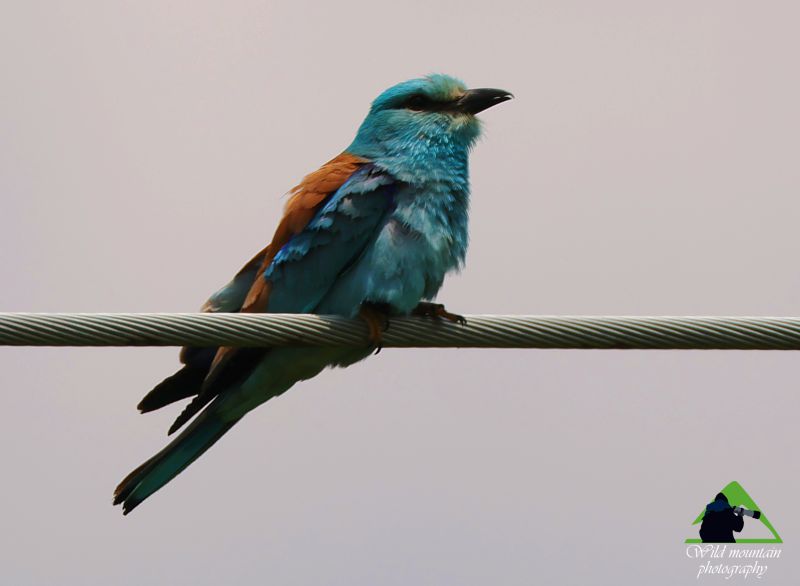 Τα πουλιά της Ελλάδας: Η Χαλκοκουρούνα (Coracias garrulus) Τα πουλιά της Ελλάδας