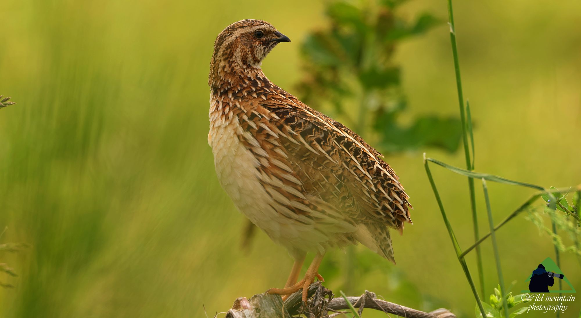Τα πουλιά της Ελλάδας: Το Ορτύκι (Coturnix coturnix)