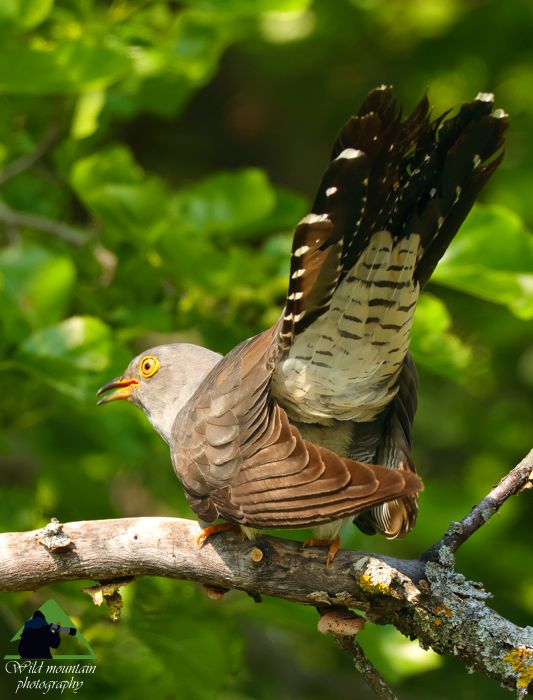 Τα πουλιά της Ελλάδας