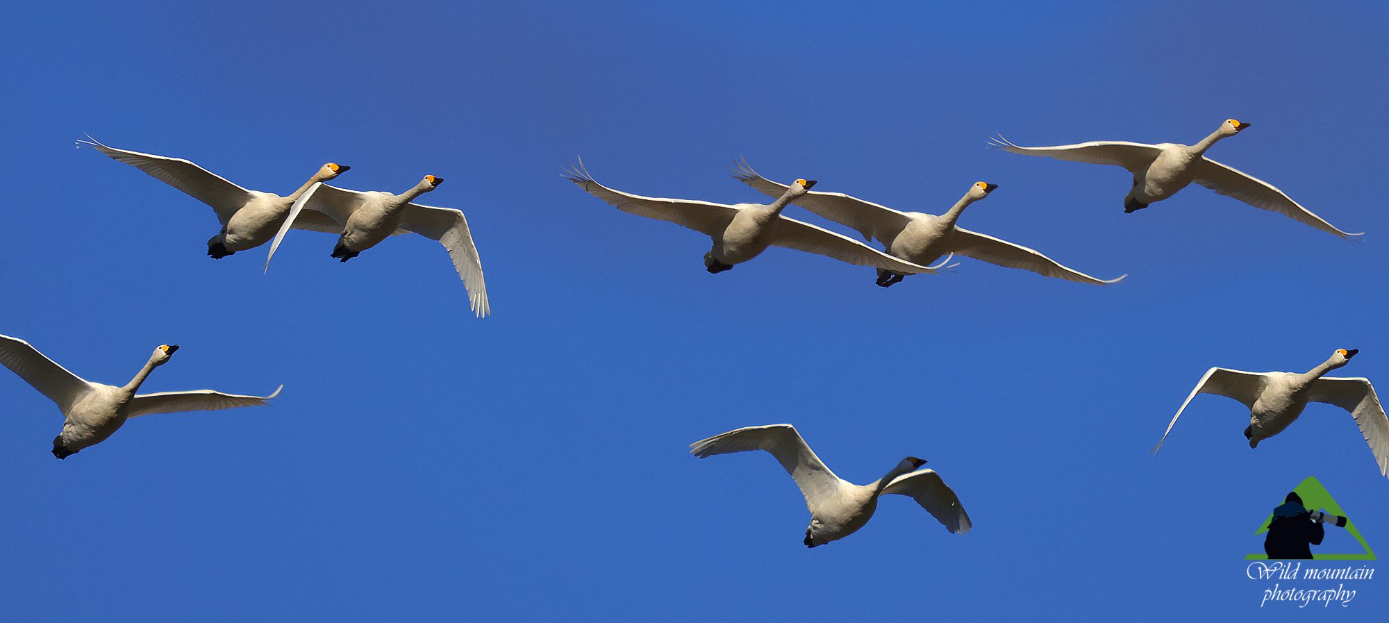 Τα πουλιά της Ελλάδας: Ο Νανόκυκνος (Cygnus columbianus)