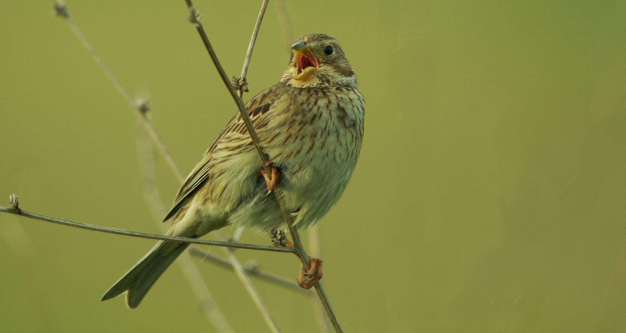 Τα πουλιά της Ελλάδας: O Τσιφτάς (Emberiza calandra)