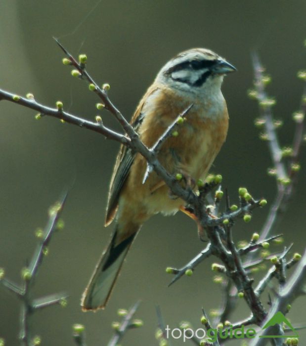 Τα πουλιά της Ελλάδας: Το Βουνοτσίχλονο (Emberiza cia)