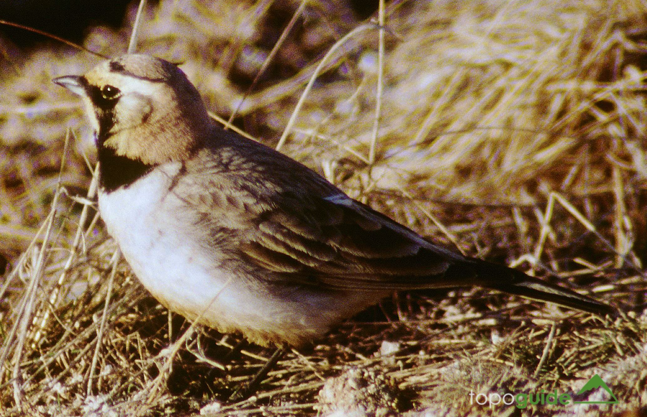 Τα πουλιά της Ελλάδας: Η Χιονάδα (Eremophilla alpestris)