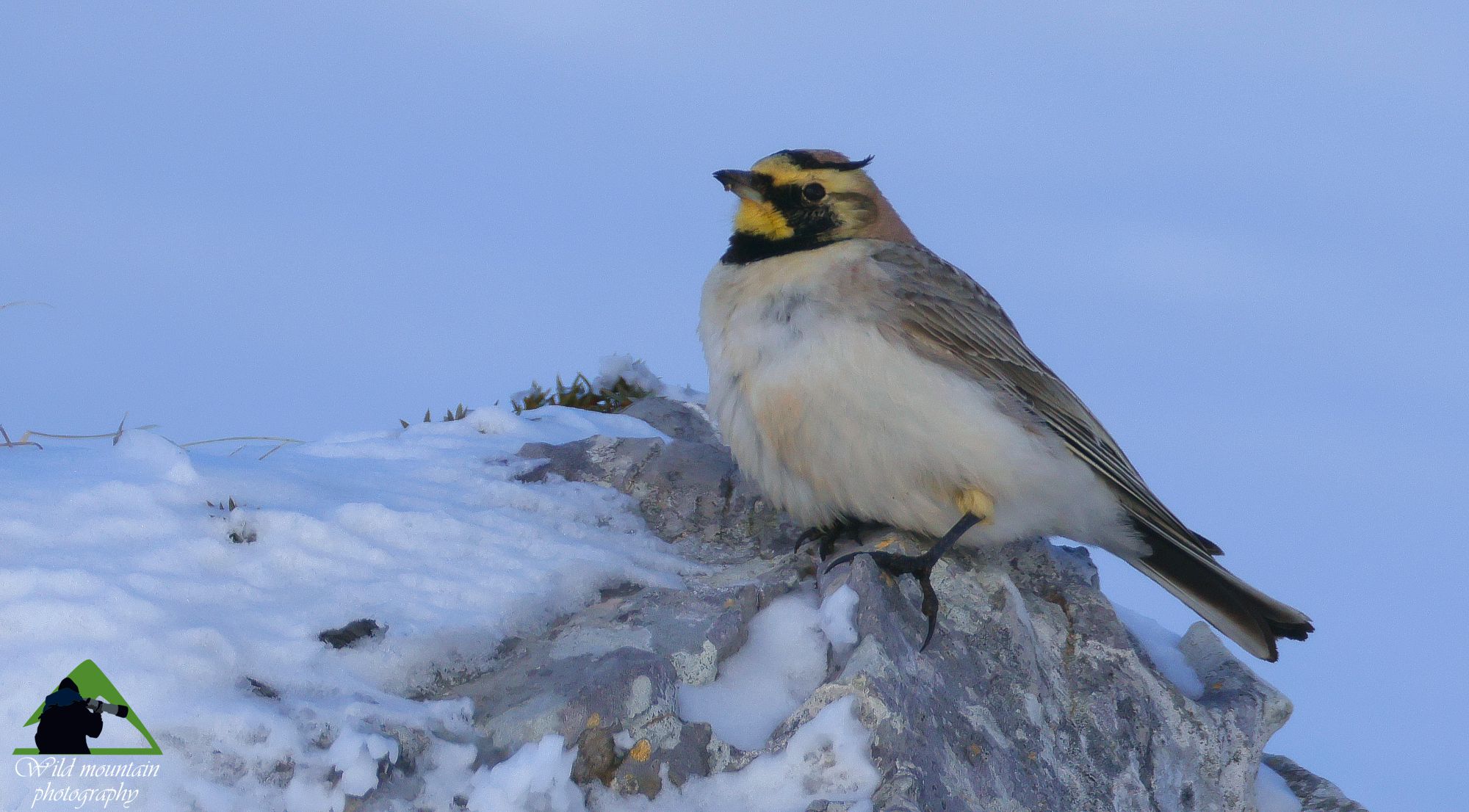 Τα πουλιά της Ελλάδας: Η Χιονάδα (Eremophila alpestris)