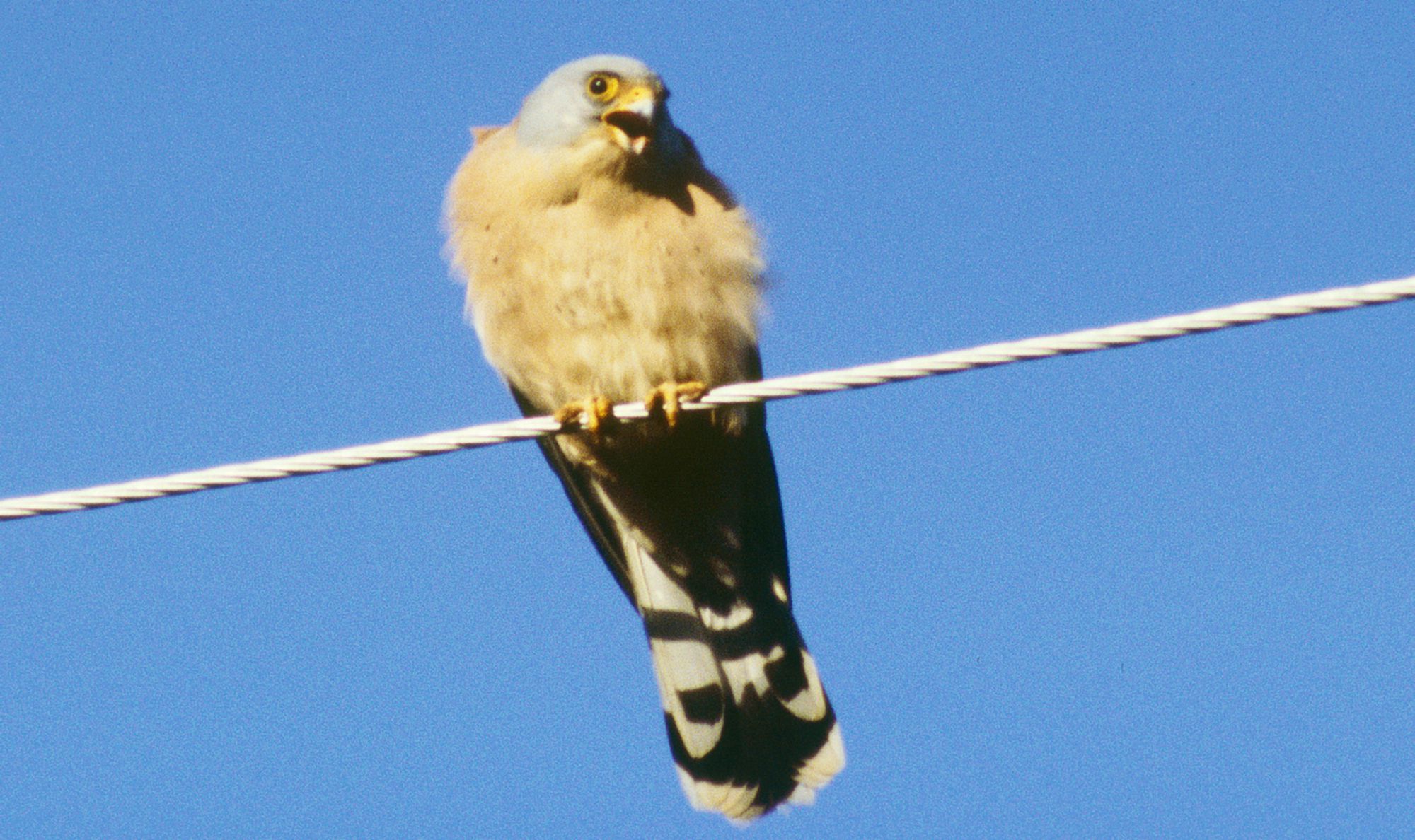 Τα πουλιά της Ελλάδας: Το Κιρκινέζι (Falco naumanni)