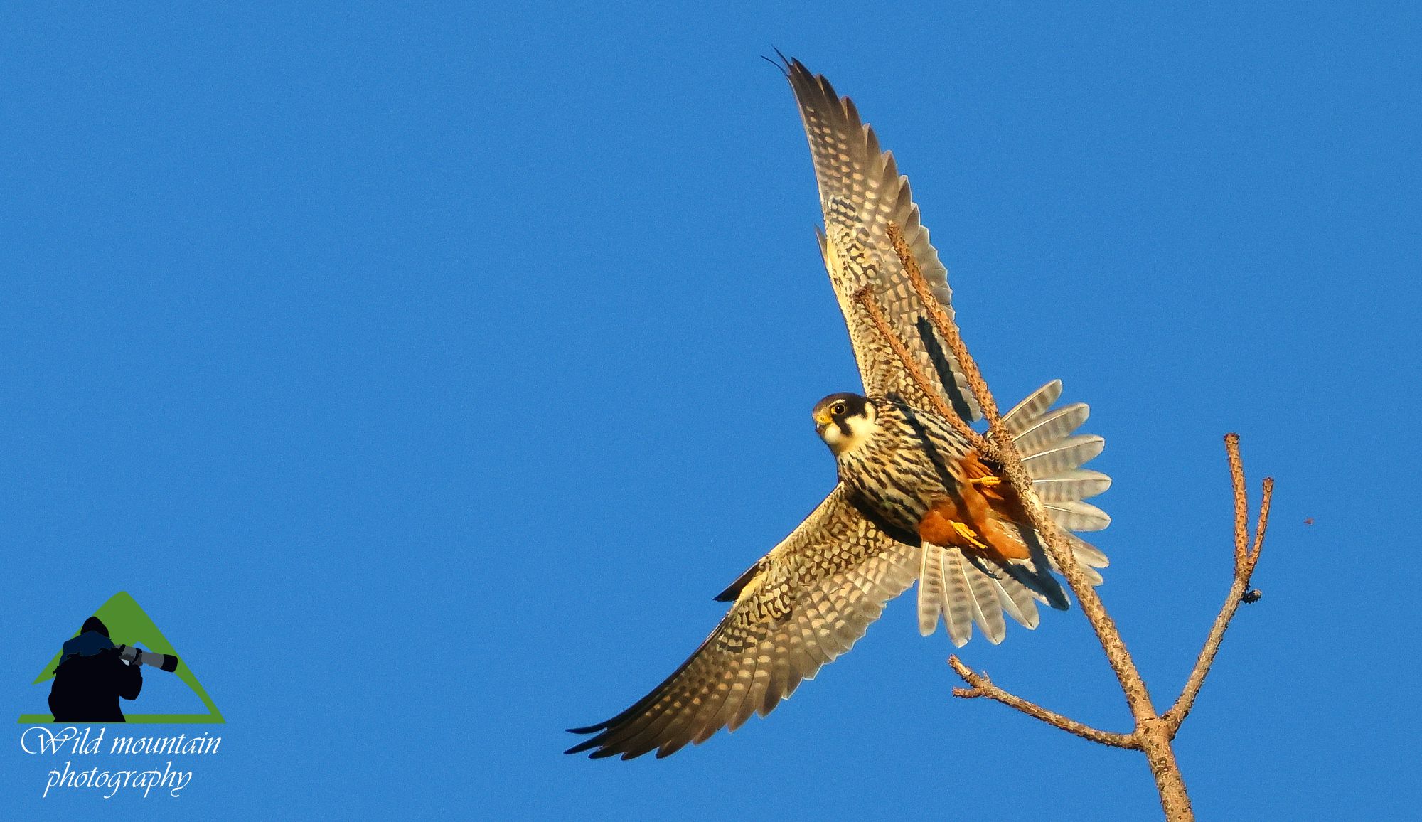 Τα πουλιά της Ελλάδας: Το Δεντρογέρακο (Falco subbuteo)