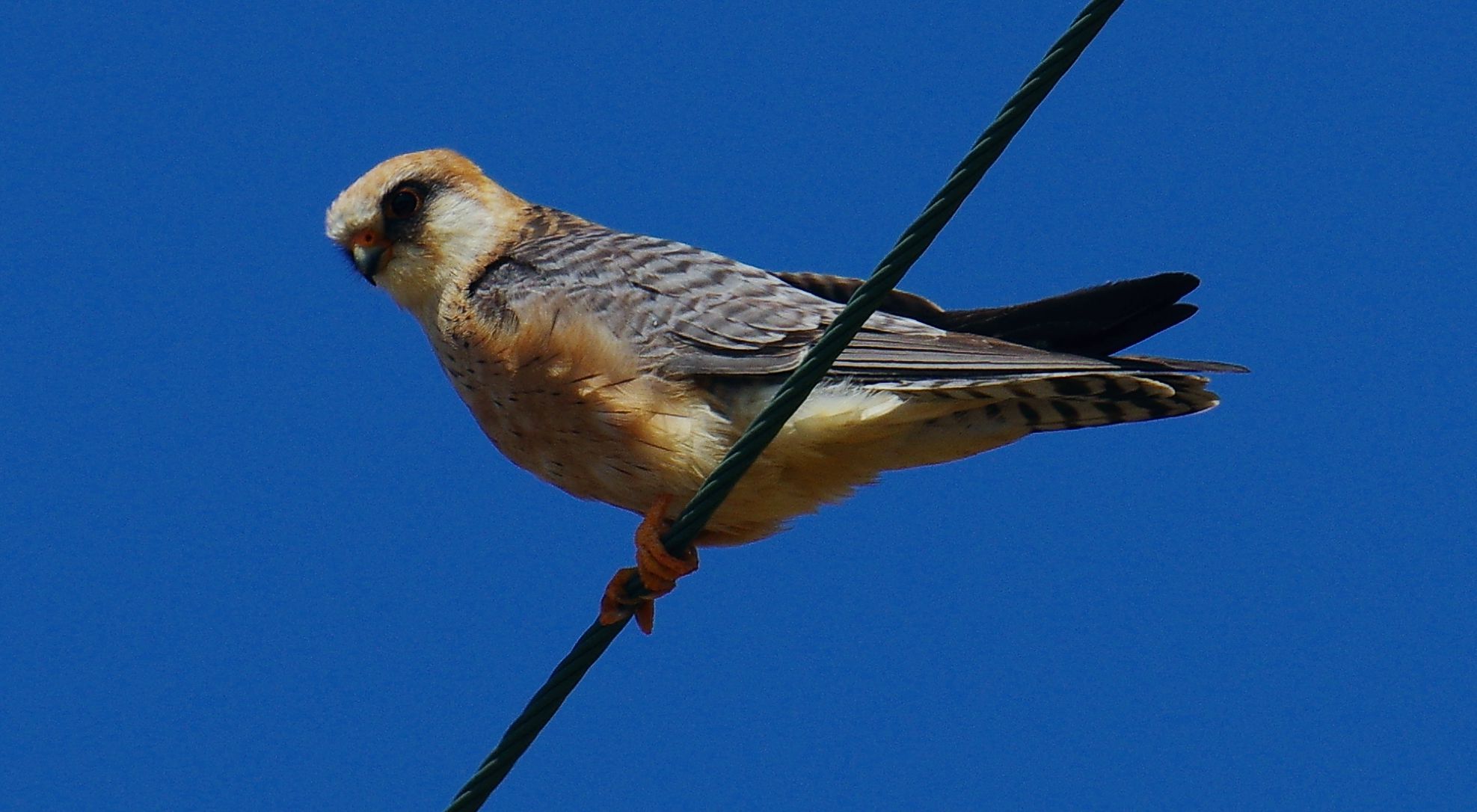 Τα πουλιά της Ελλάδας: Το Μαυροκιρκίνεζο (Falco vespertinus)