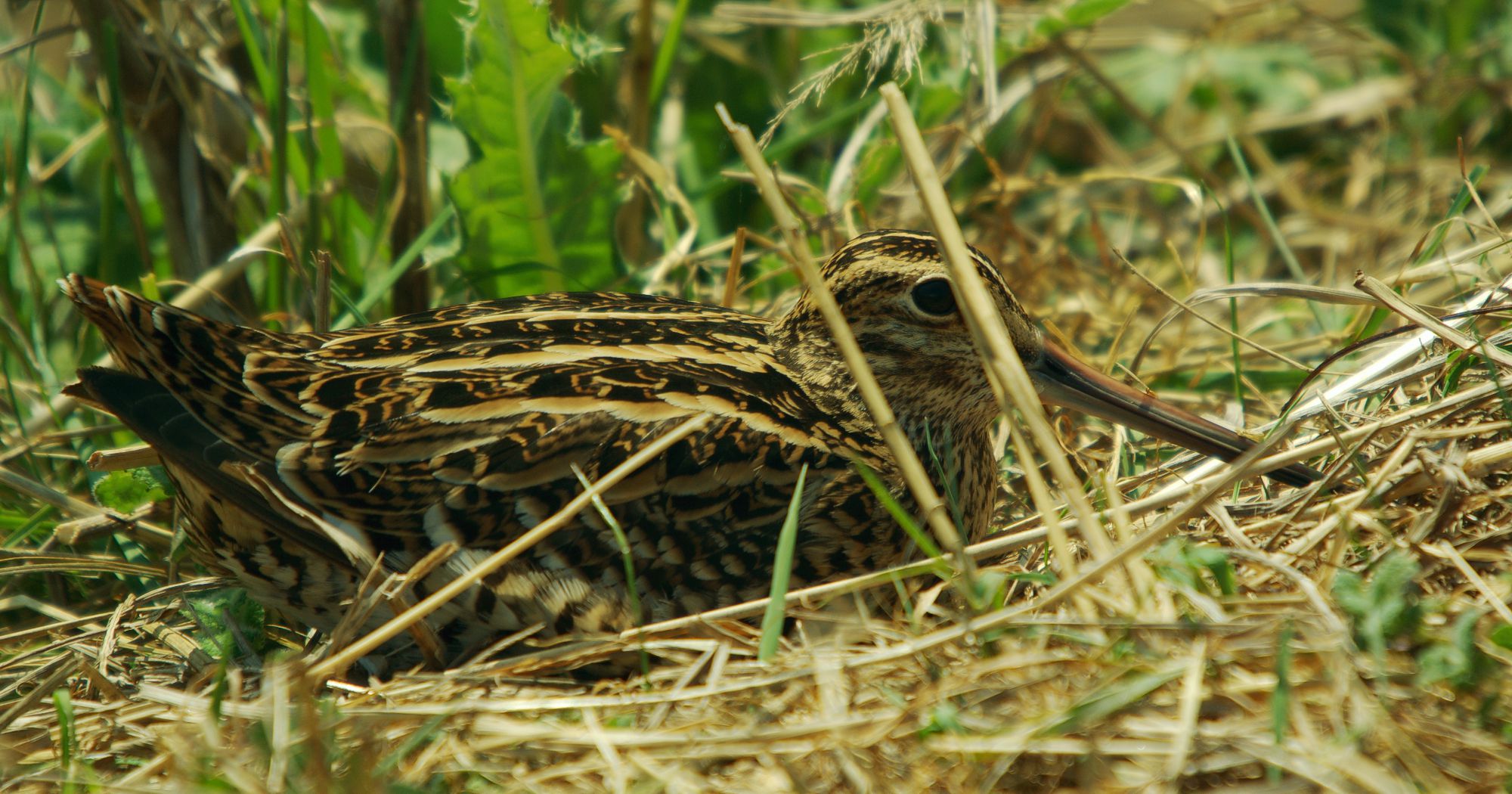 Τα πουλιά της Ελλάδας: Το Μπεκατσίνι (Gallinago gallinago)