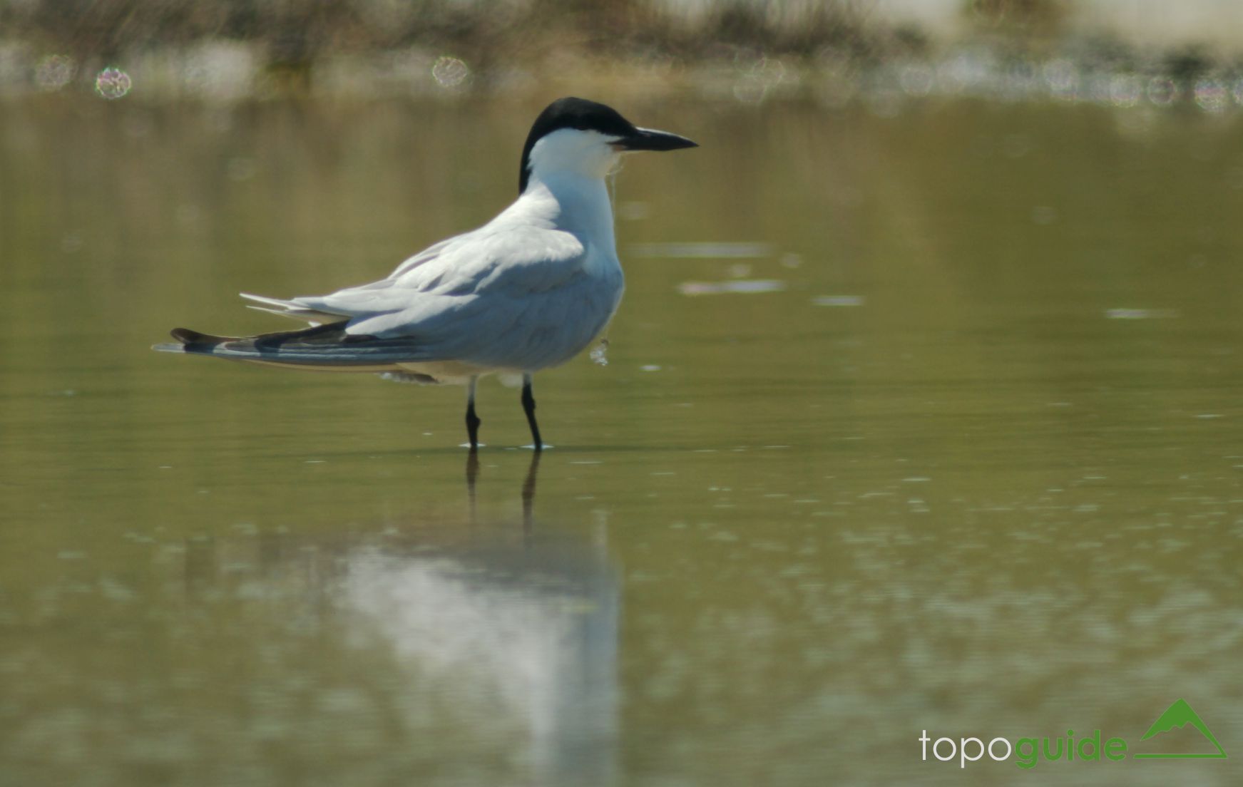 Τα πουλιά της Ελλάδας: Το Γελογλάρονο (Gelochelidon nilotica)