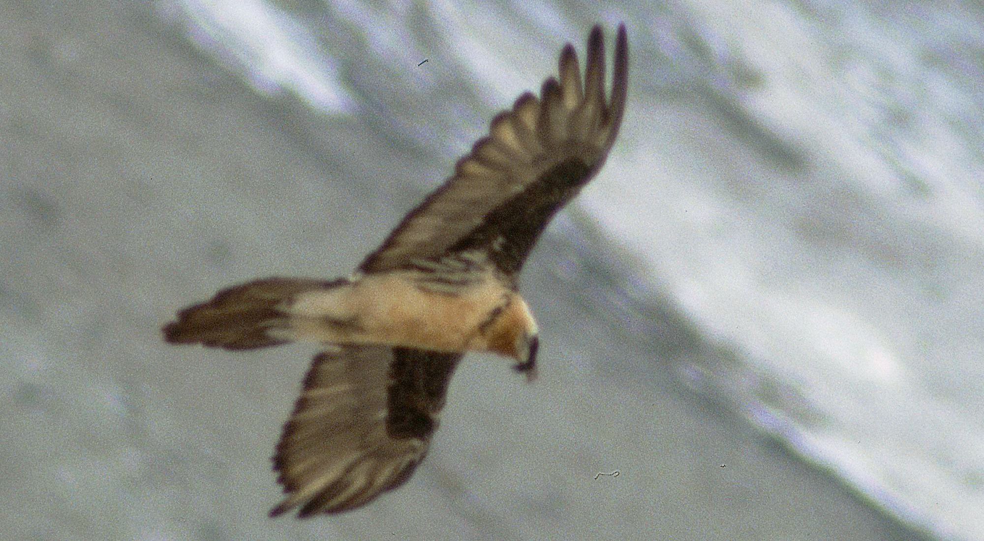 Τα πουλιά της Ελλάδας: Ο Γυπαετός (Gypaetus barbatus)