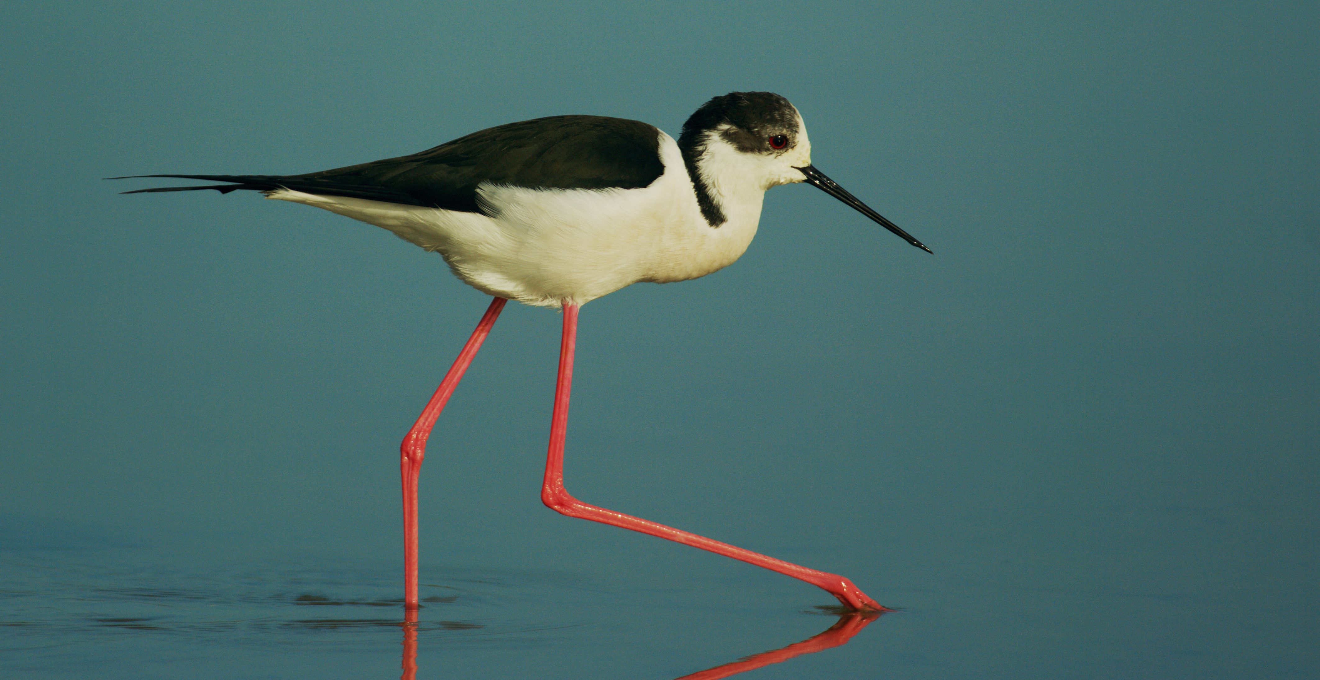 Τα πουλιά της Ελλάδας: Ο Καλαμοκανάς (Himantopus himantopus)