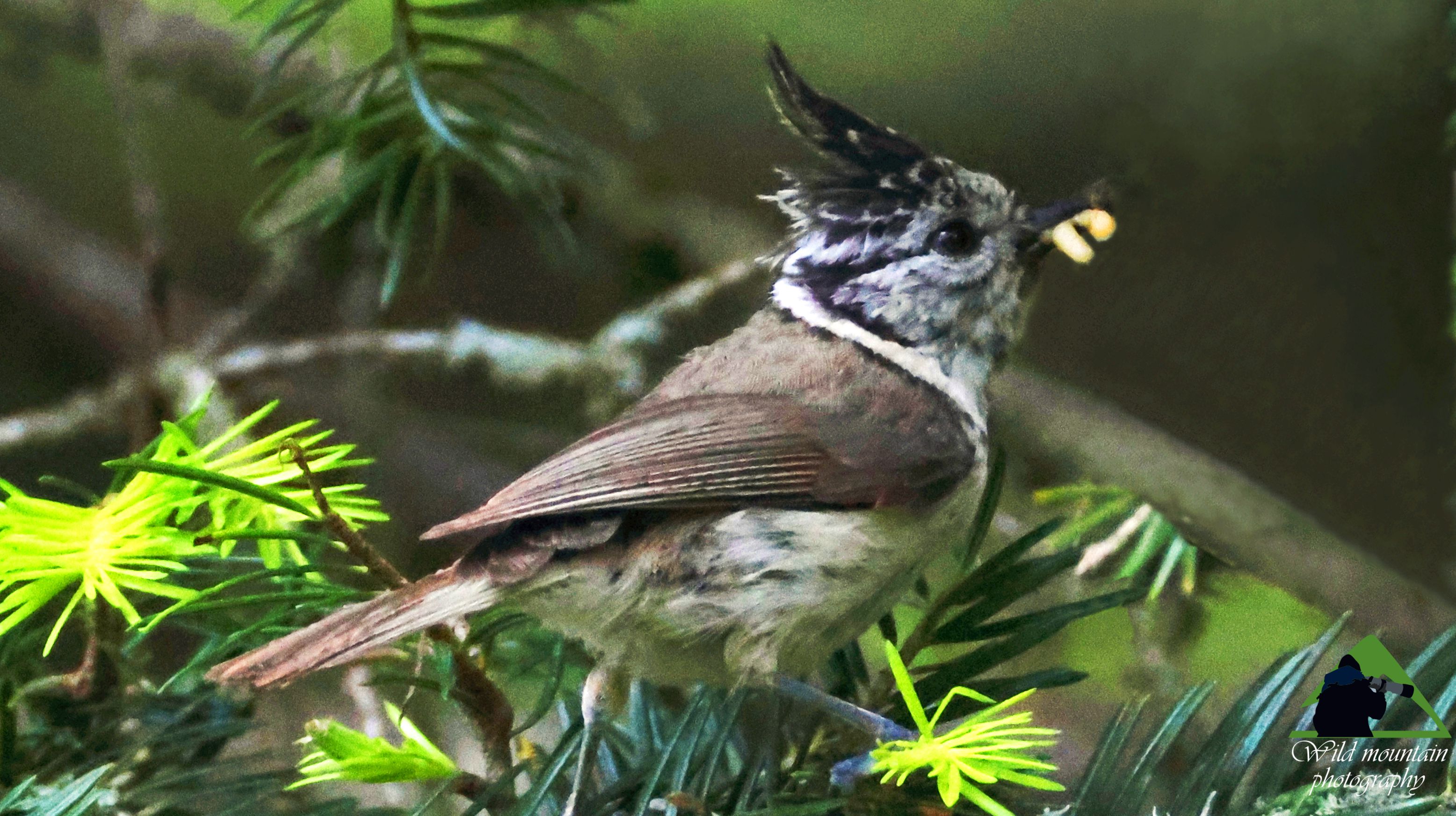 Τα πουλιά της Ελλάδας: Η Λοφιοπαπαδίτσα (Lophophanes cristatus)