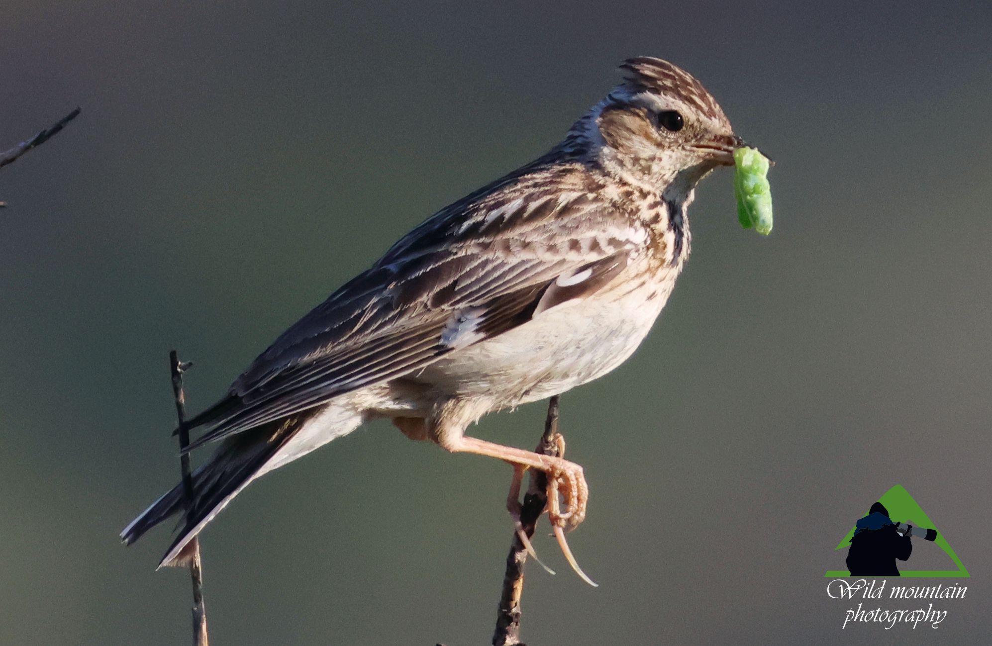 Τα πουλιά της Ελλάδας: Η Δεντροσταρήθρα (Lullula arborea)