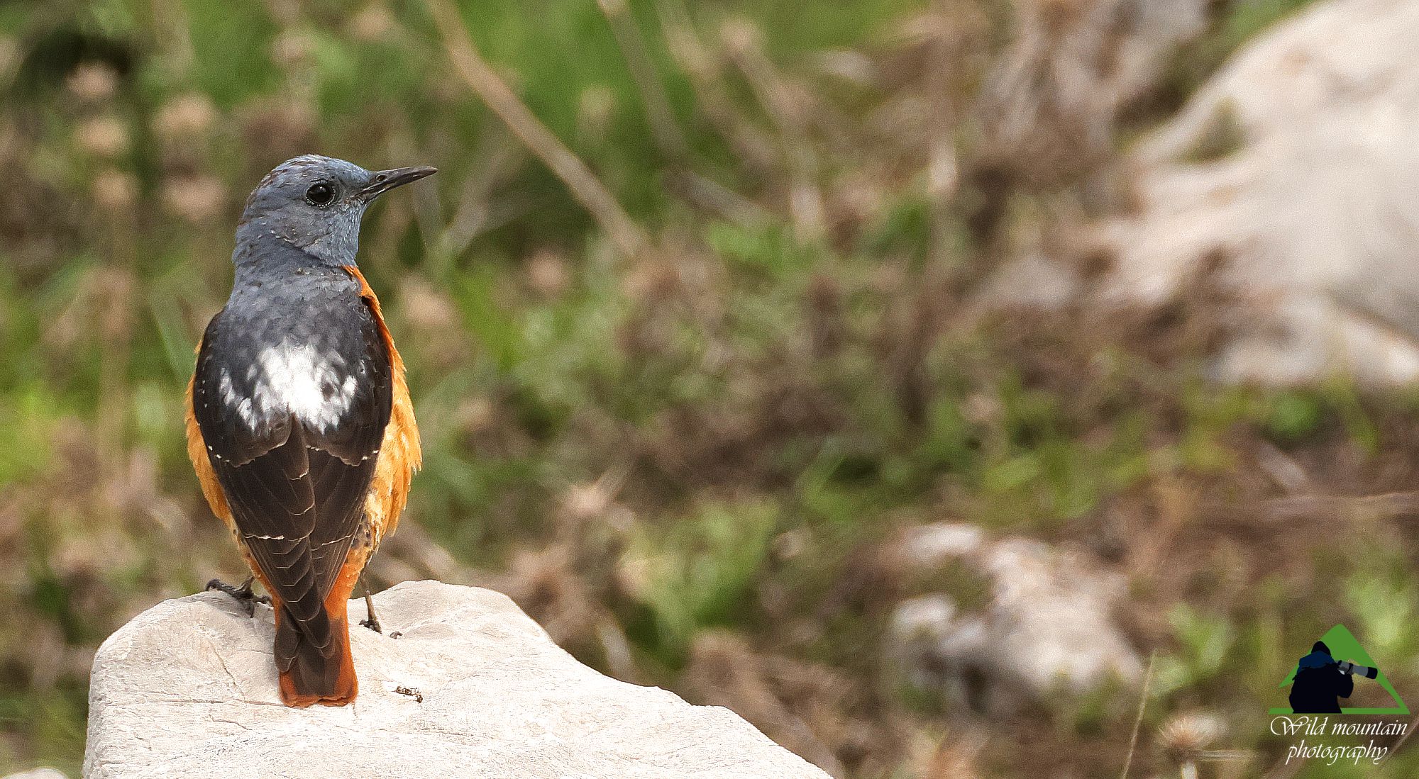 Τα πουλιά της Ελλάδας: Ο Πυρροκότσυφας (Monticola saxatilis)