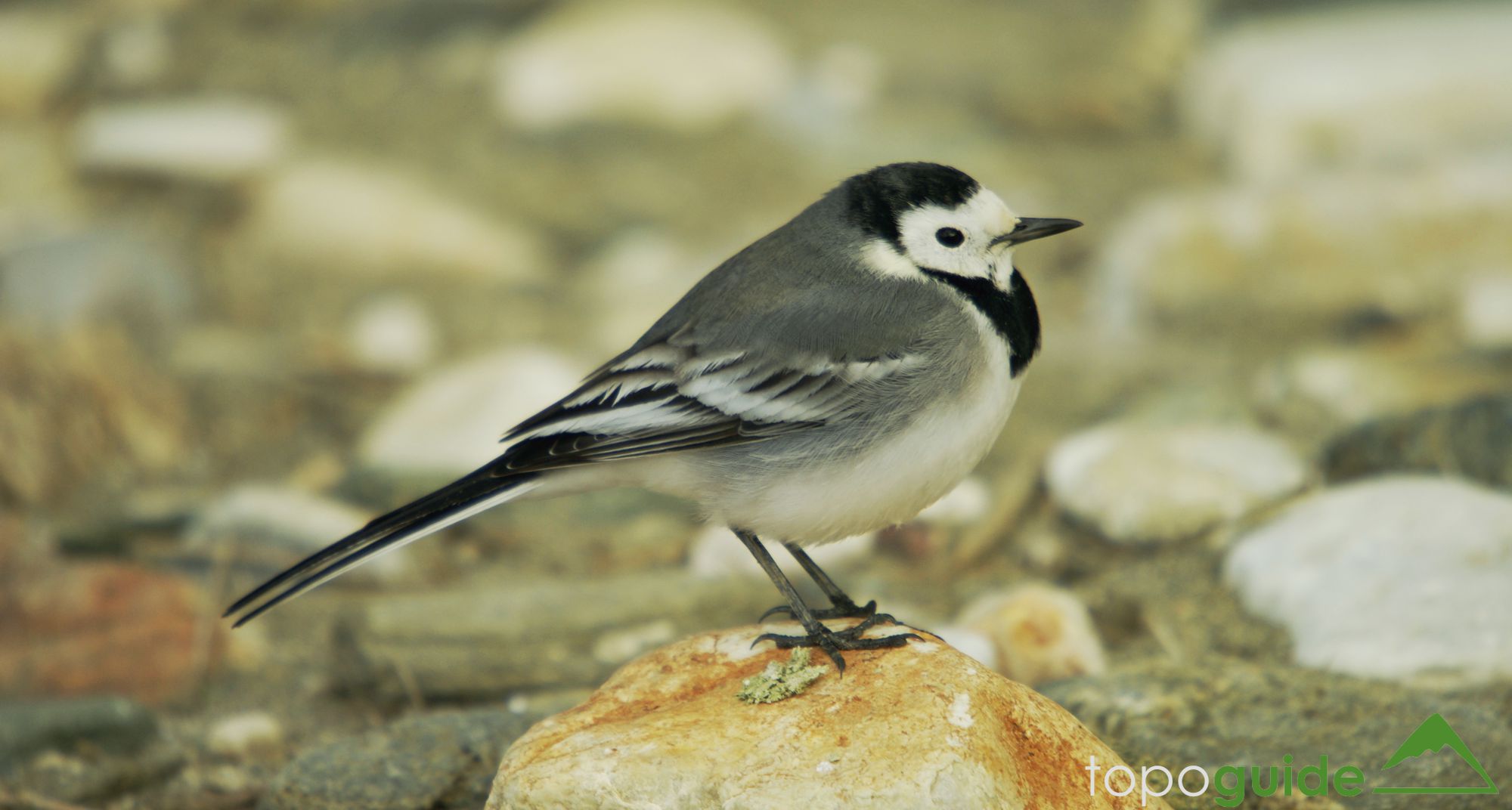 Τα πουλιά της Ελλάδας: Η Λευκοσουσουράδα (Motacilla alba)