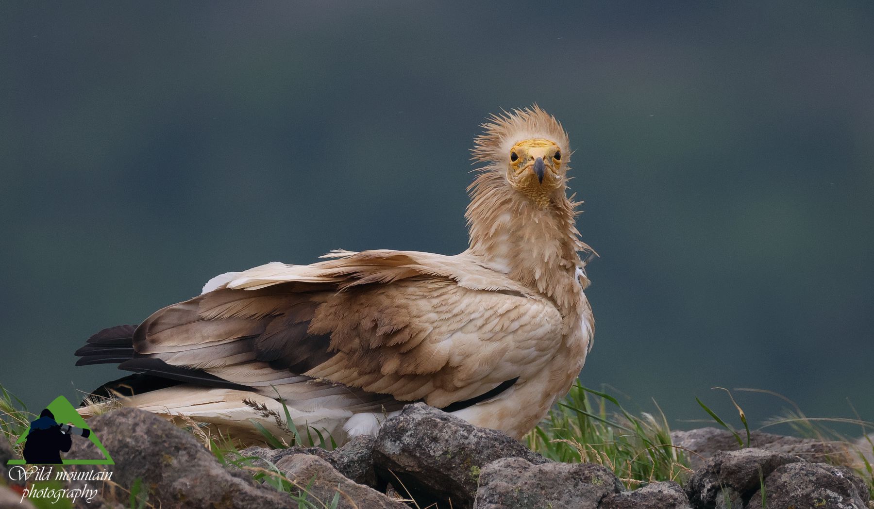 Τα πουλιά της Ελλάδας: O Ασπροπάρης (Neophron percnopterus)