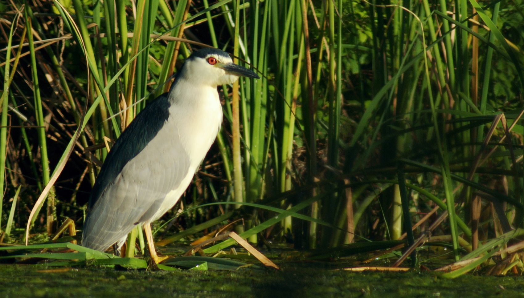 Τα πουλιά της Ελλάδας: Ο Νυχτοκόρακας (Nycticorax nycticorax)