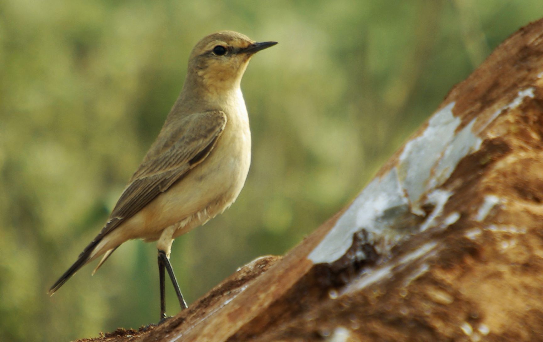 Τα πουλιά της Ελλάδας: Ο Αμμοπετροκλής (Oenanthe isabellina)