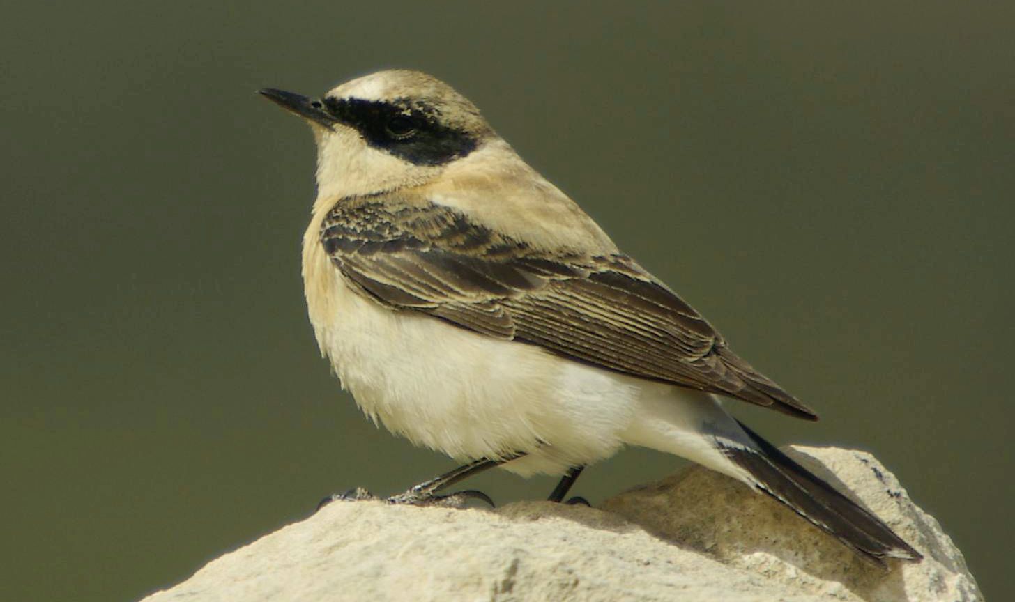 Τα πουλιά της Ελλάδας: Αρσενική Ασπροκωλίνα (Oenanthe melanoleuca)