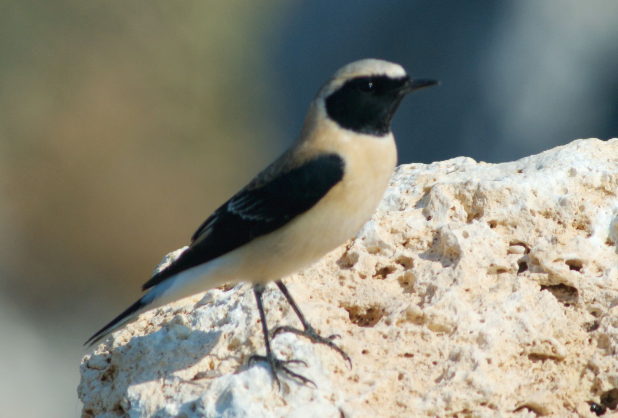 Τα πουλιά της Ελλάδας: Η Ασπροκωλίνα (Oenanthe melanoleuca)
