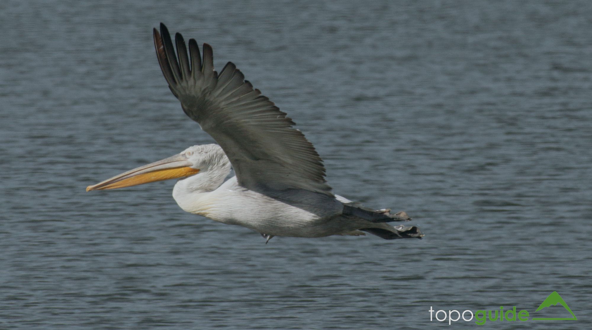 Τα πουλιά της Ελλάδας: Ο Αργυροπελεκάνος (Pelecanus crispus)