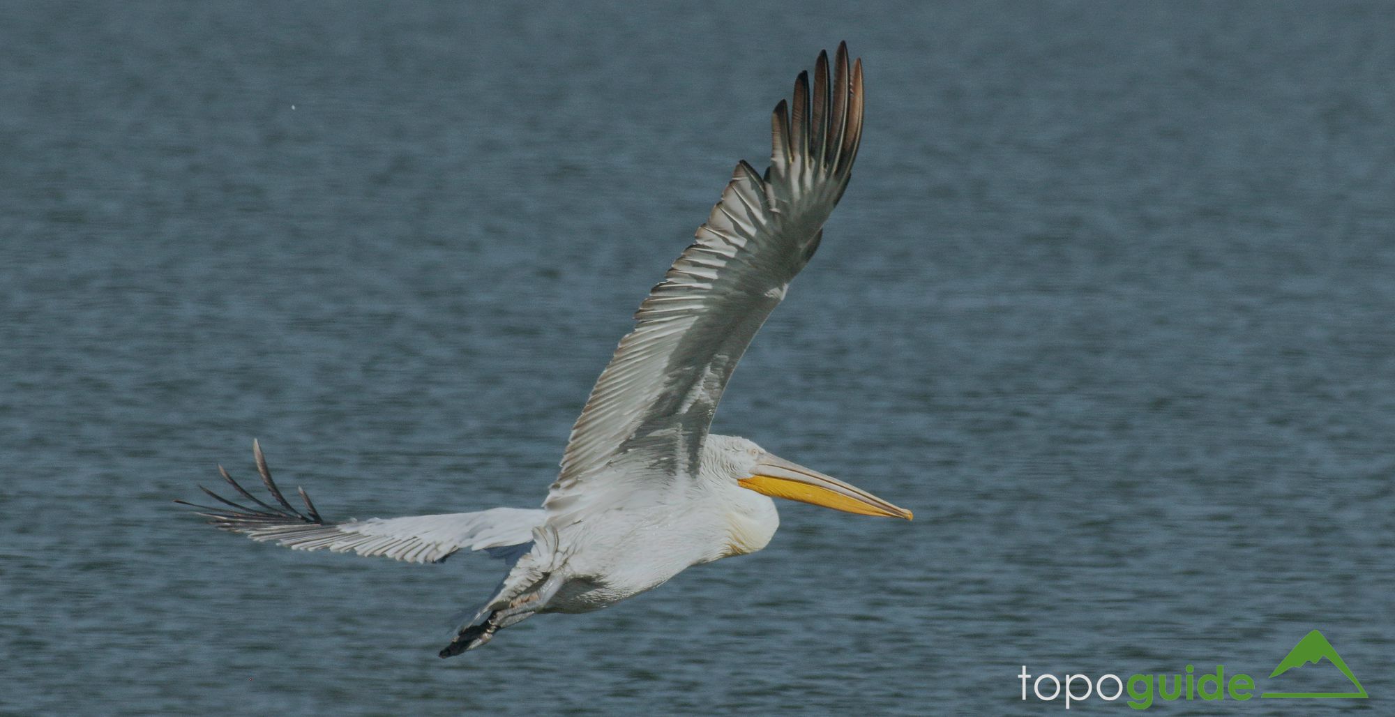 Τα πουλιά της Ελλάδας: Ο Αργυροπελεκάνος (Pelecanus crispus)