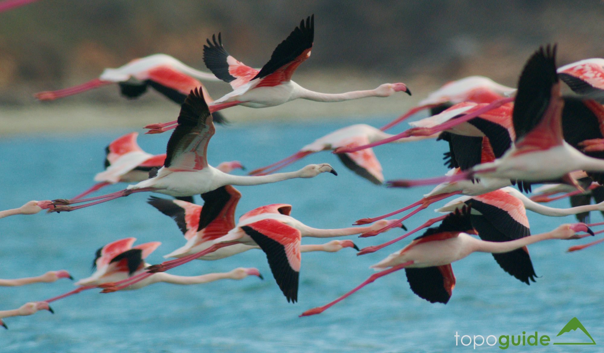 Τα πουλιά της Ελλάδας: Το Φοινικόπτερο (Phoenicopterus roseus)