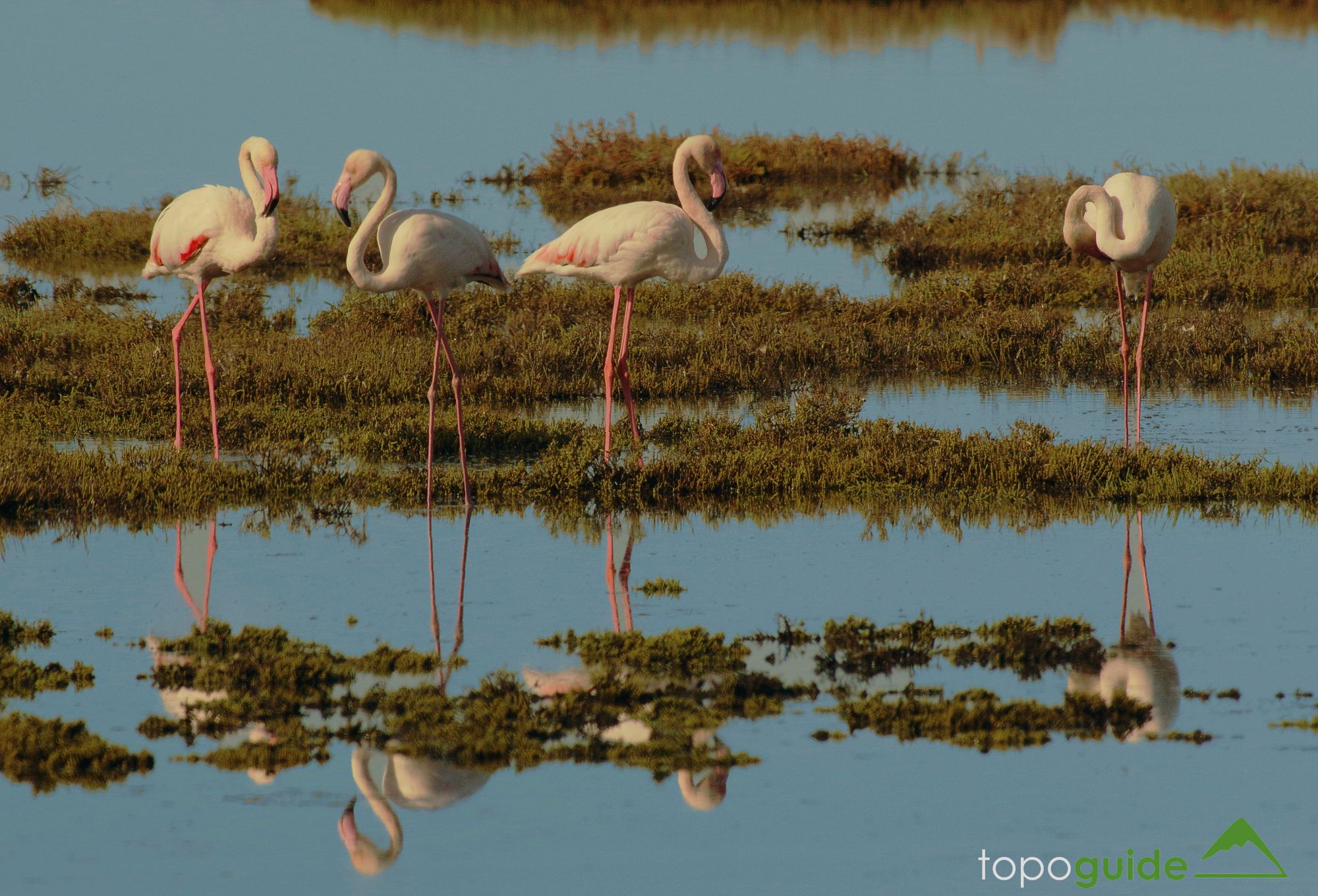 Τα πουλιά της Ελλάδας: Το Φοινικόπτερο (Phoenicopterus roseus)