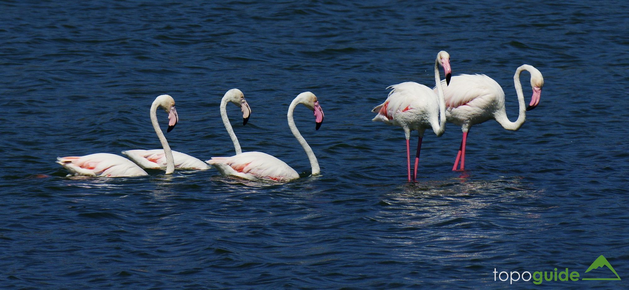 Τα πουλιά της Ελλάδας: Το Φοινικόπτερο (Phoenicopterus roseus)