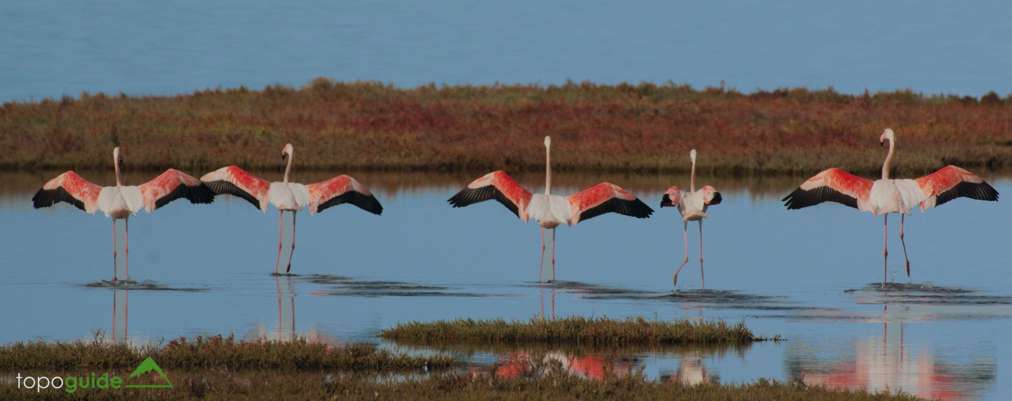 Τα πουλιά της Ελλάδας: Το Φοινικόπτερο (Phoenicopterus roseus)