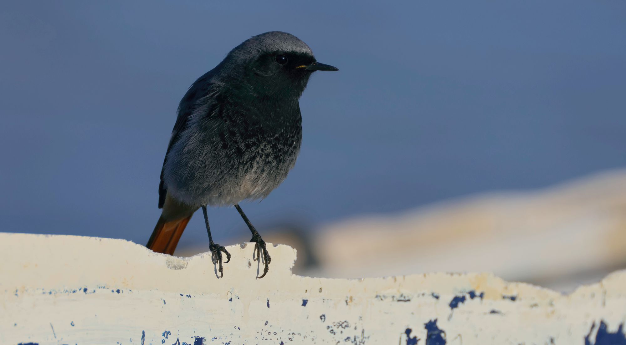 Τα πουλιά της Ελλάδας: Ο Καρβουνιάρης (Phoenicurus ochruros)