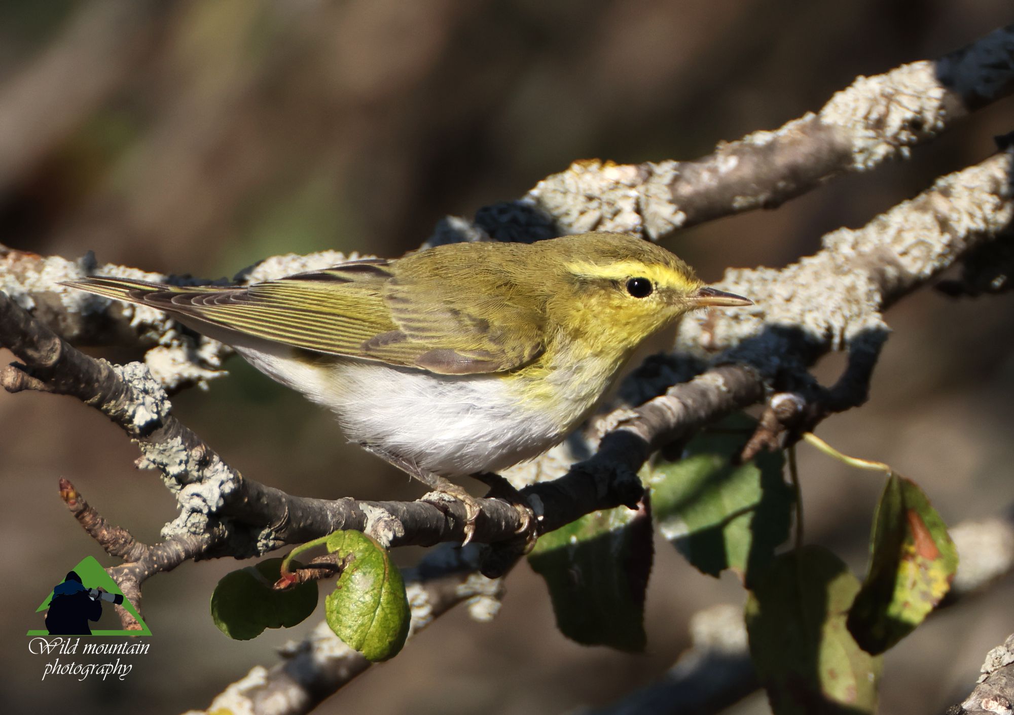 Τα πουλιά της Ελλάδας: Ο Δασοφυλλοσκόπος (Phylloscopus sibilatrix)