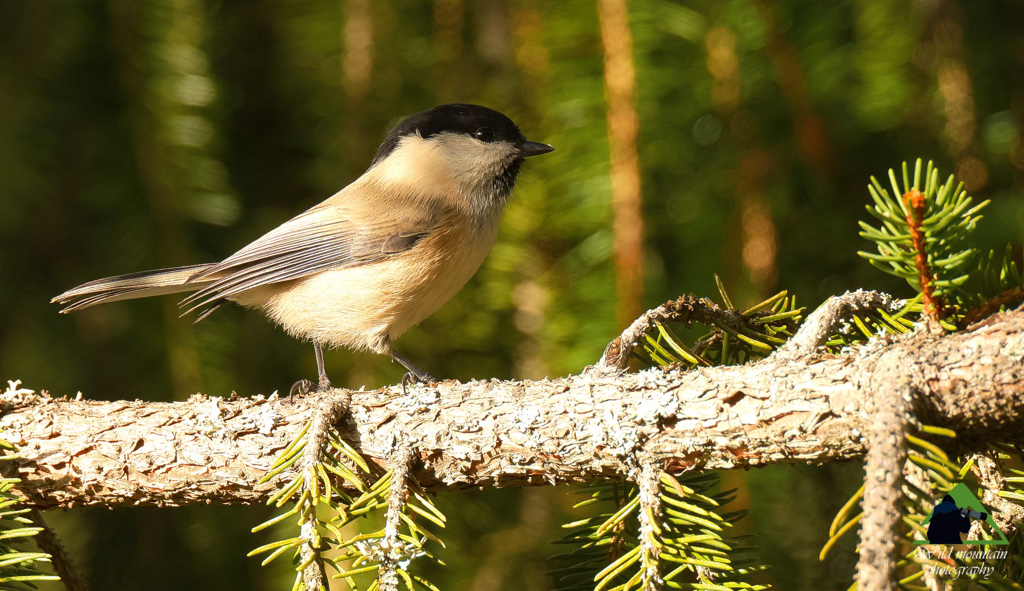 Τα πουλιά της Ελλάδας: Η Βουνοπαπαδίτσα (Poecile montanus)