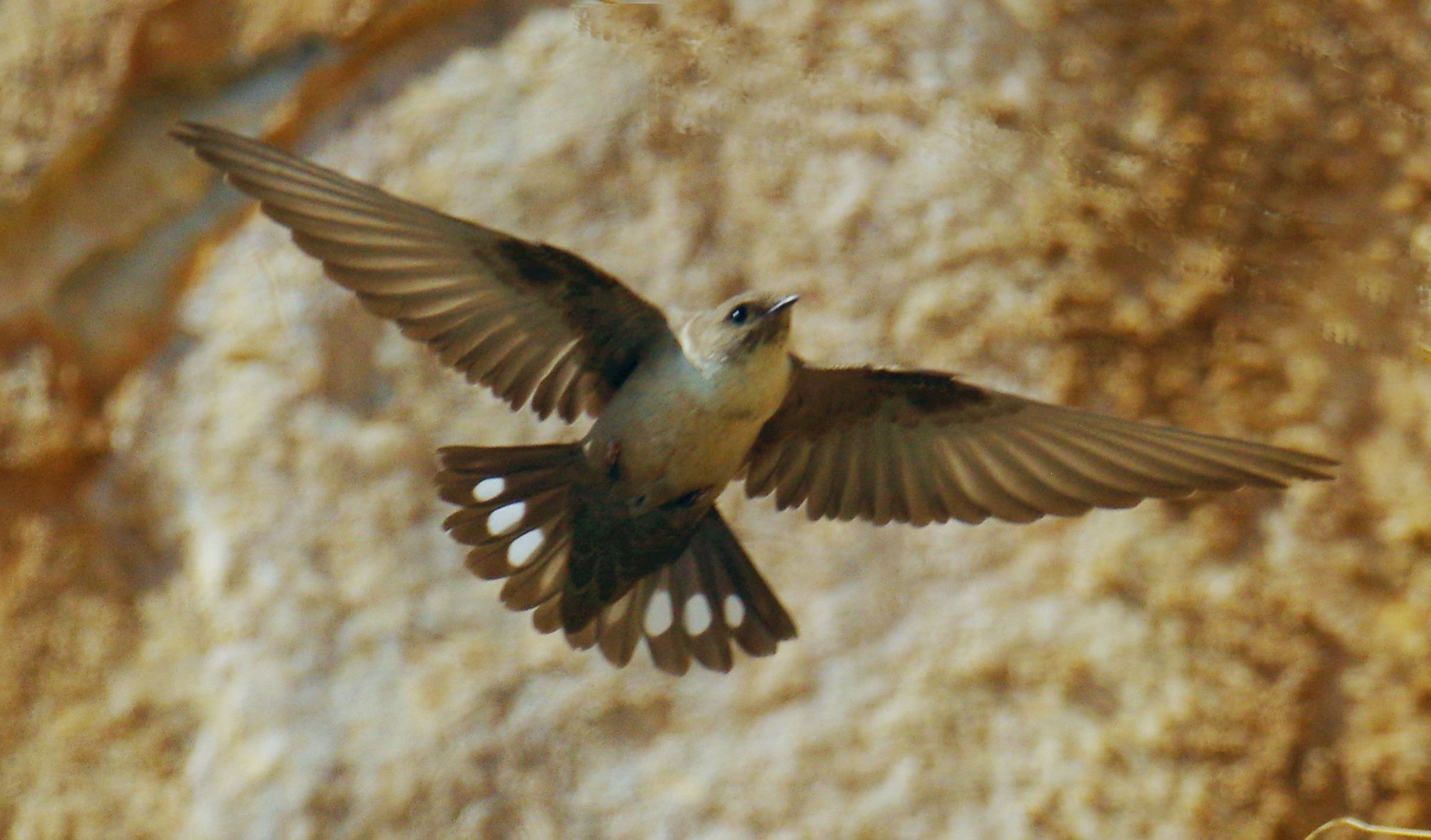 Τα πουλιά της Ελλάδας: Το Βραχοχελίδονο (Ptyonoprogne rupestris)