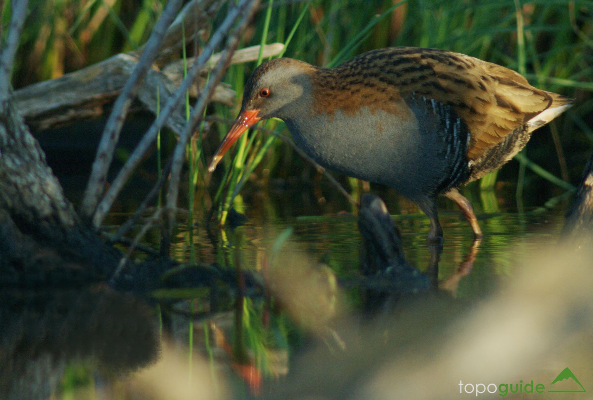 Τα πουλιά της Ελλάδας: Η Νεροκοτσέλα (Rallus aquaticus)