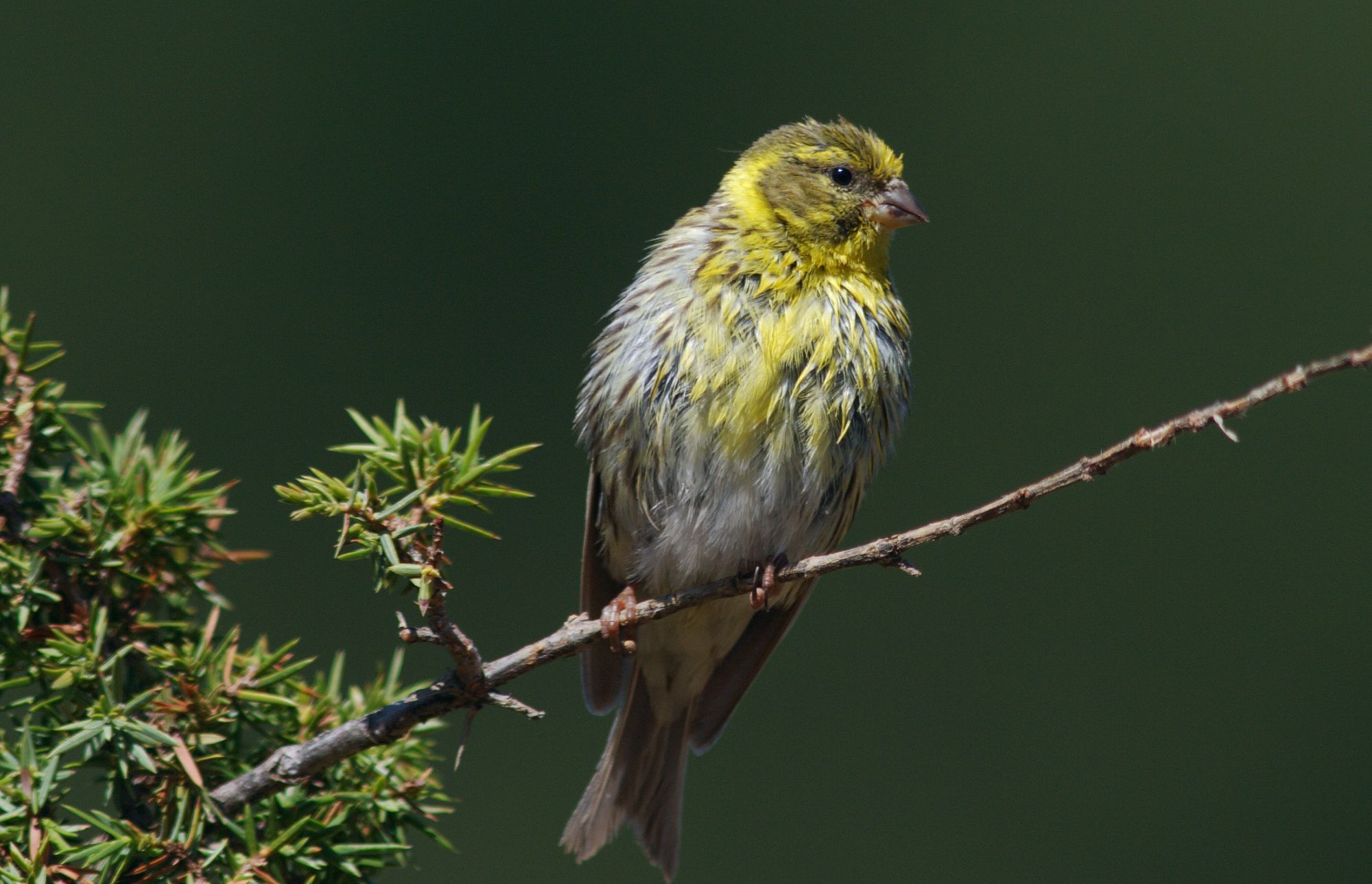 Τα πουλιά της Ελλάδας: Το Σκαρθάκι (Serinus serinus)