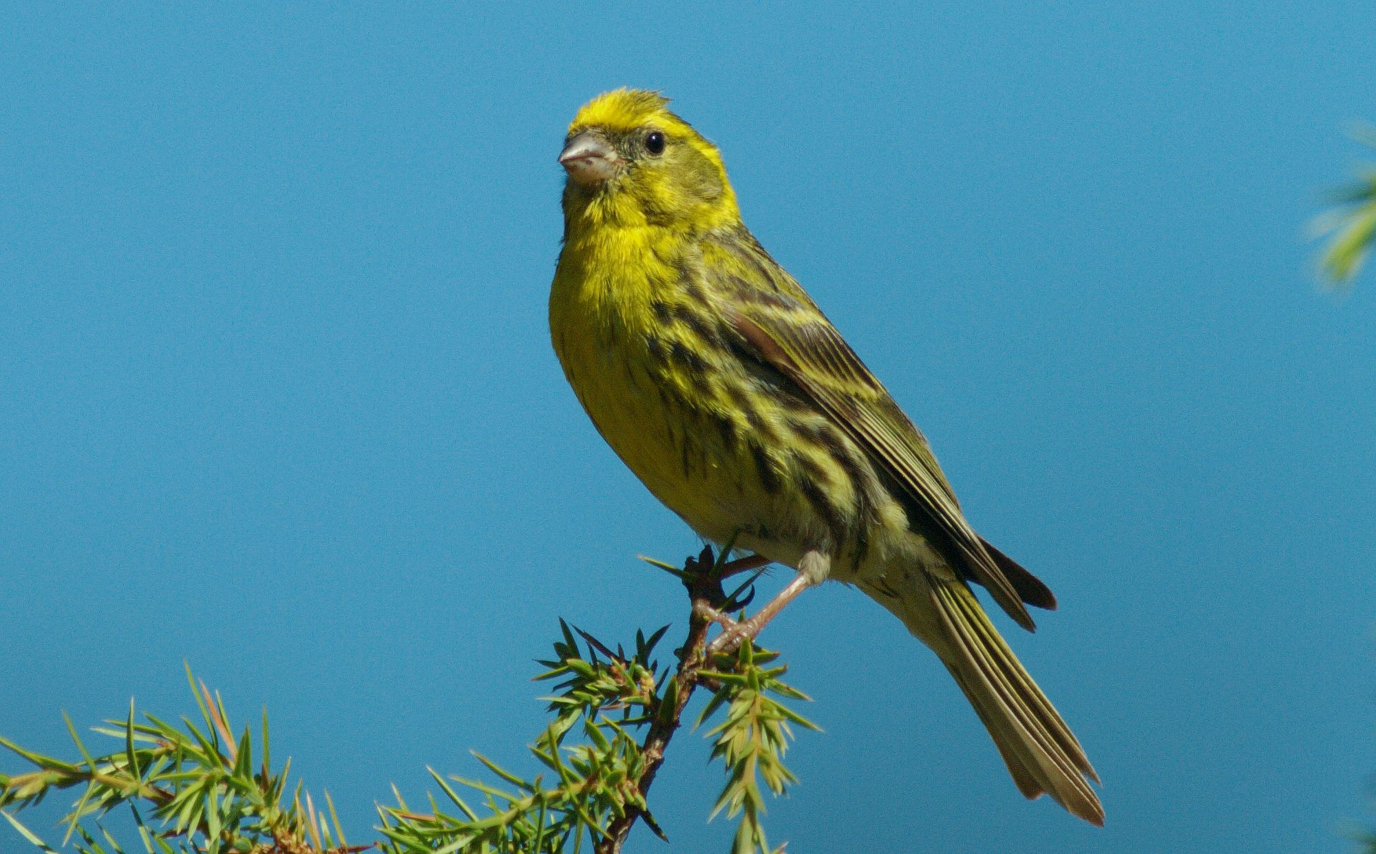 Τα πουλιά της Ελλάδας: Το Σκαρθάκι (Serinus serinus)